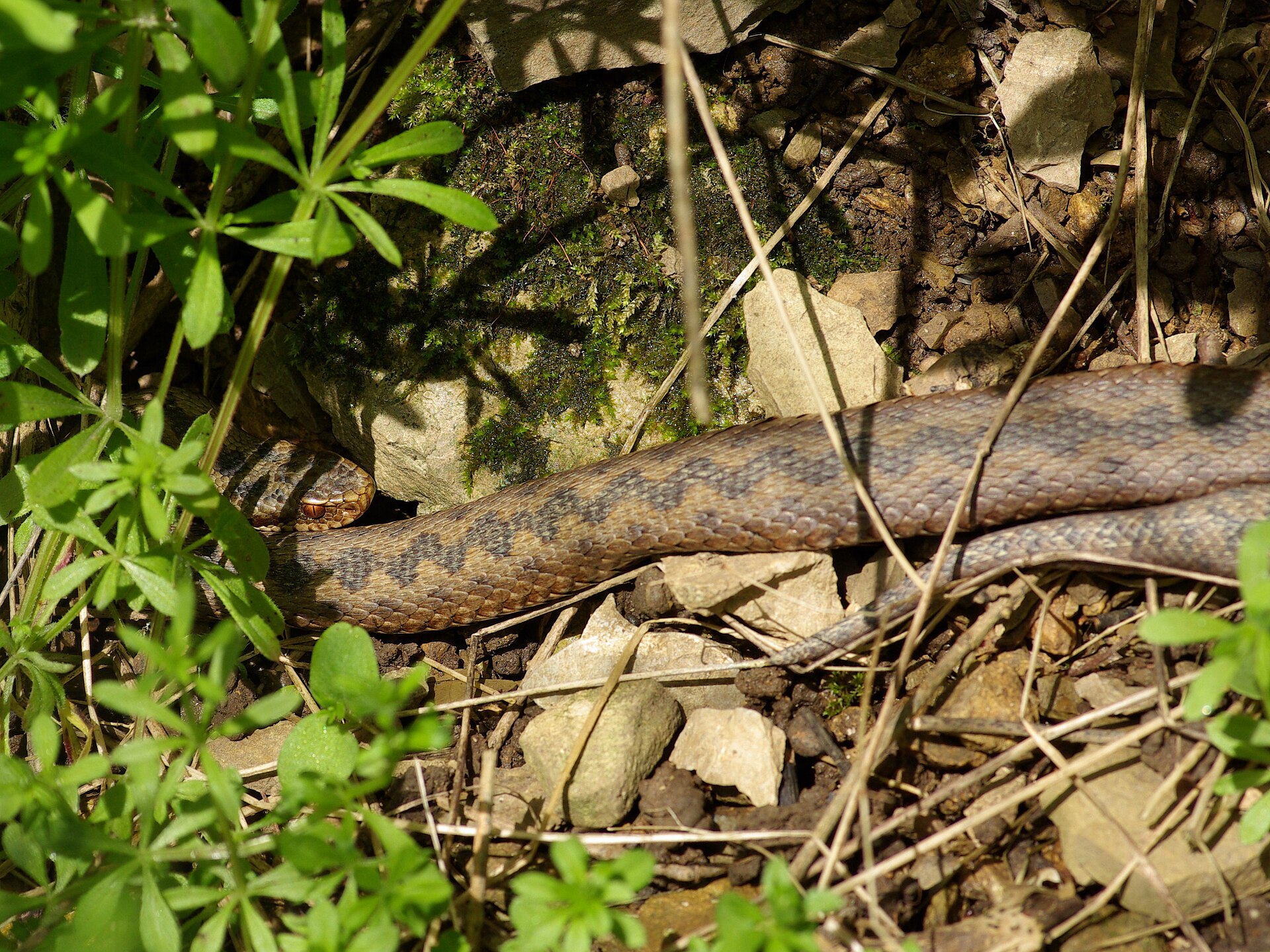 Adder in de omgeving van de foto (Vipera berus).
