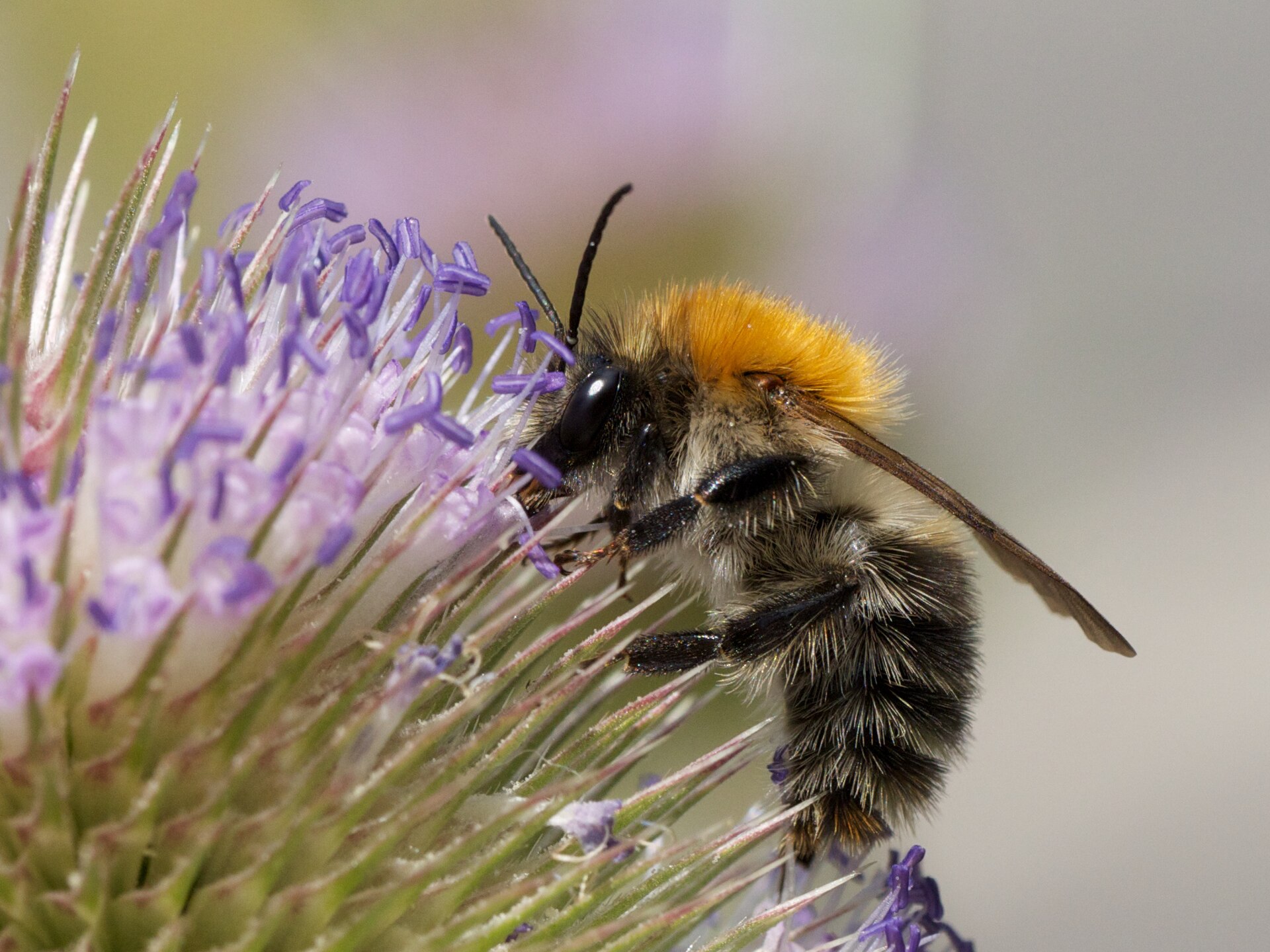 Akkerhommel in de omgeving van de foto (Bombus pascuorum).