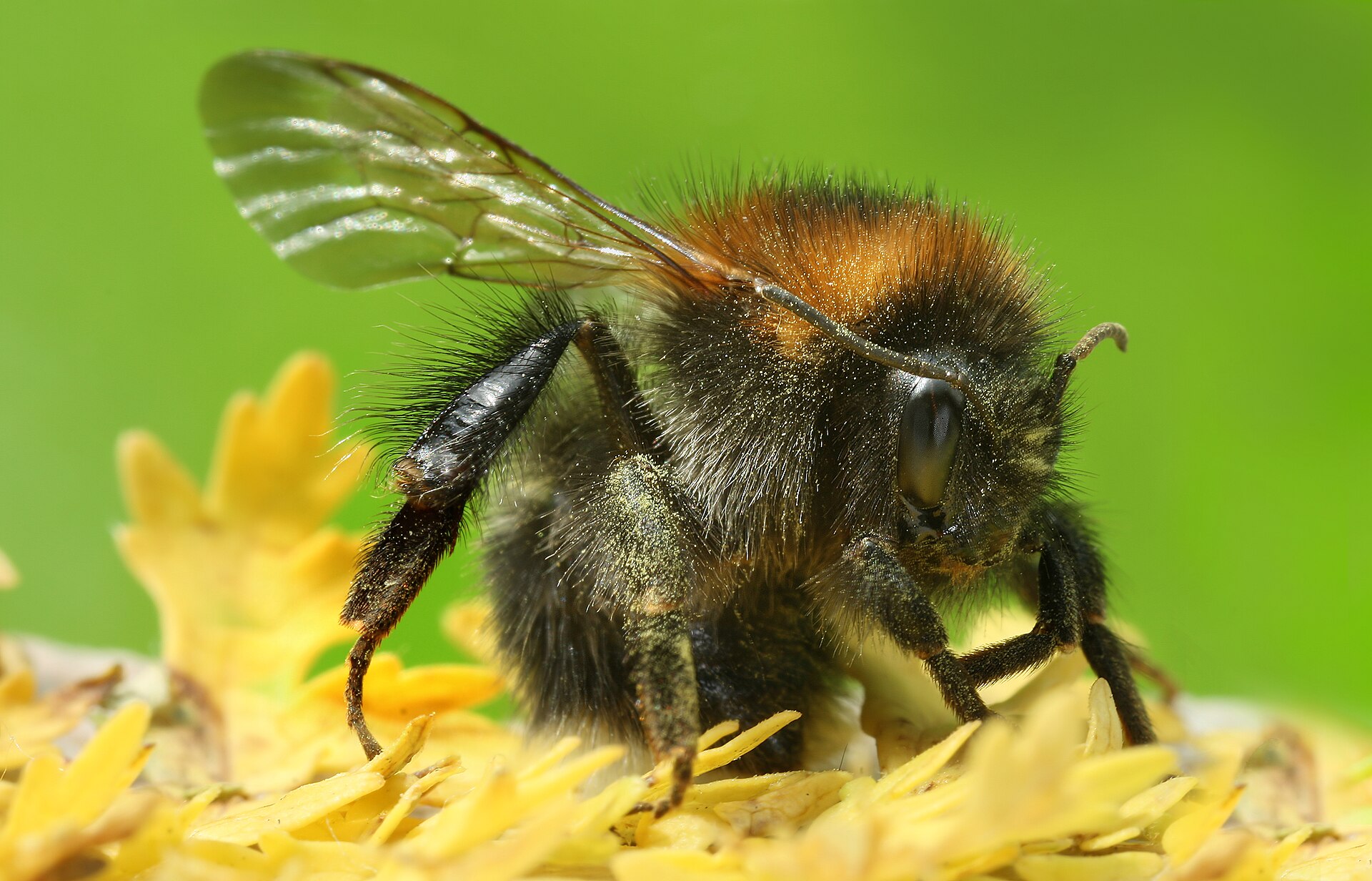 Akkerhommel (Bombus pascuorum).