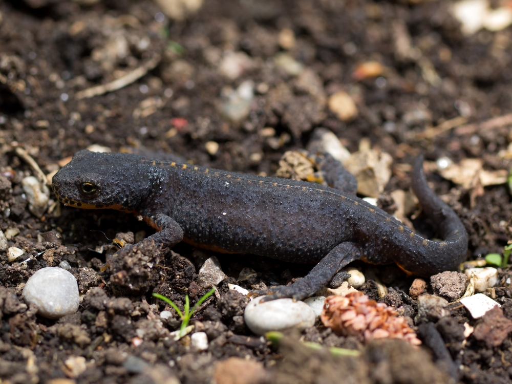 Alpenwatersalamander (Ichthyosaura alpestris).
