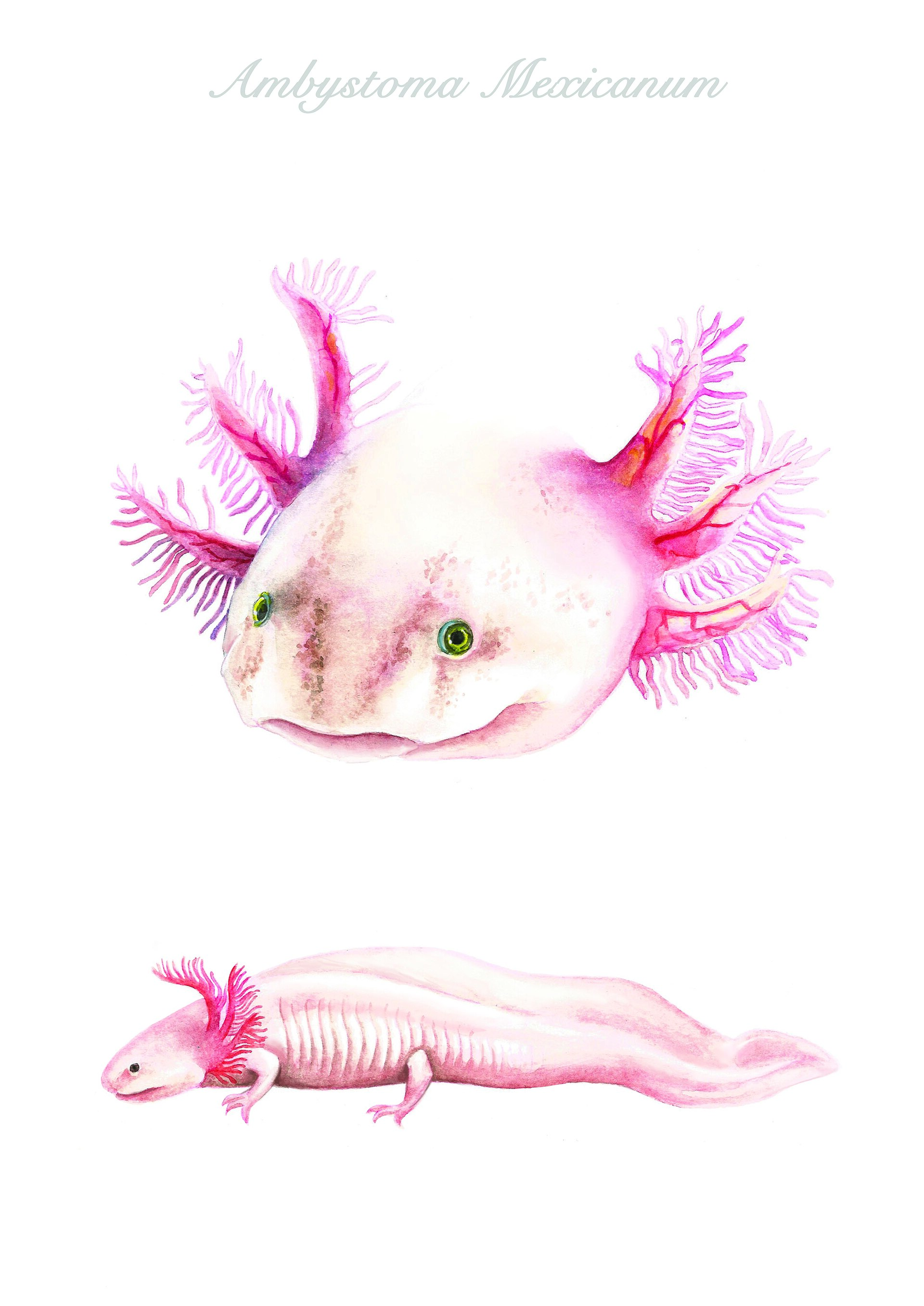 Axolotl in de omgeving van de foto (Ambystoma mexicanum).