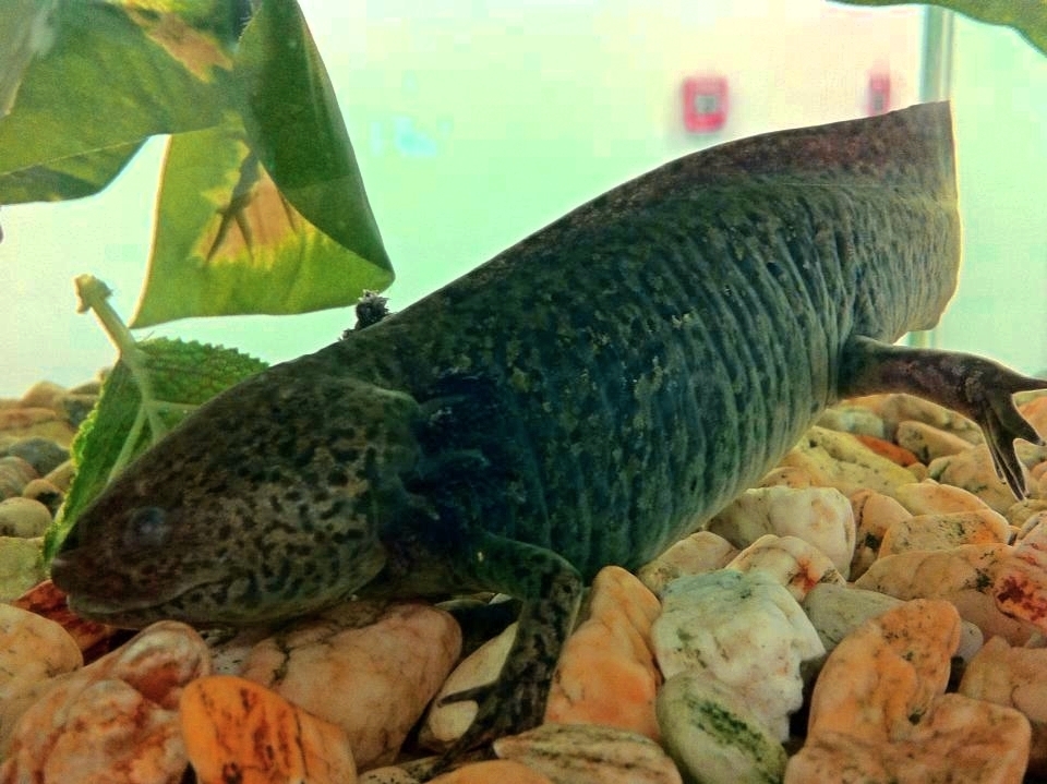 Axolotl (Ambystoma mexicanum).