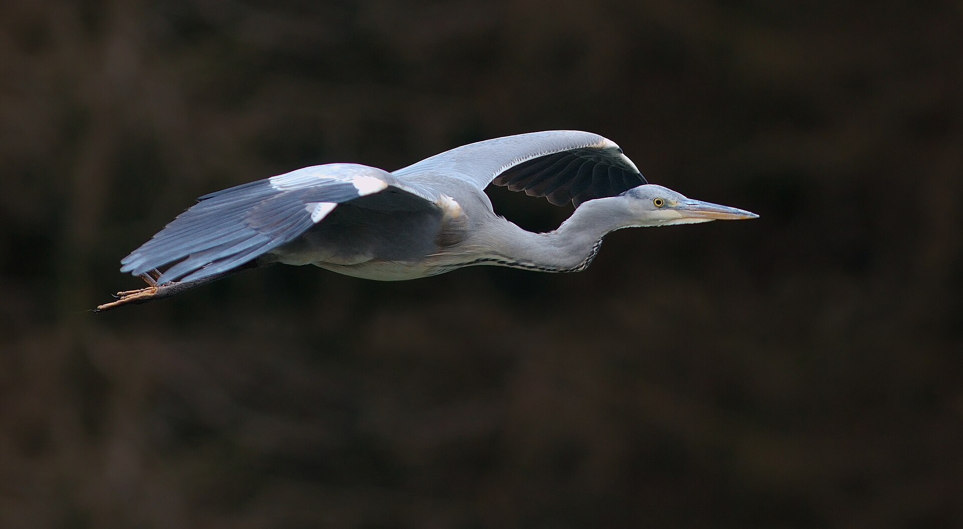 Blauwe reiger (Ardea cinerea).