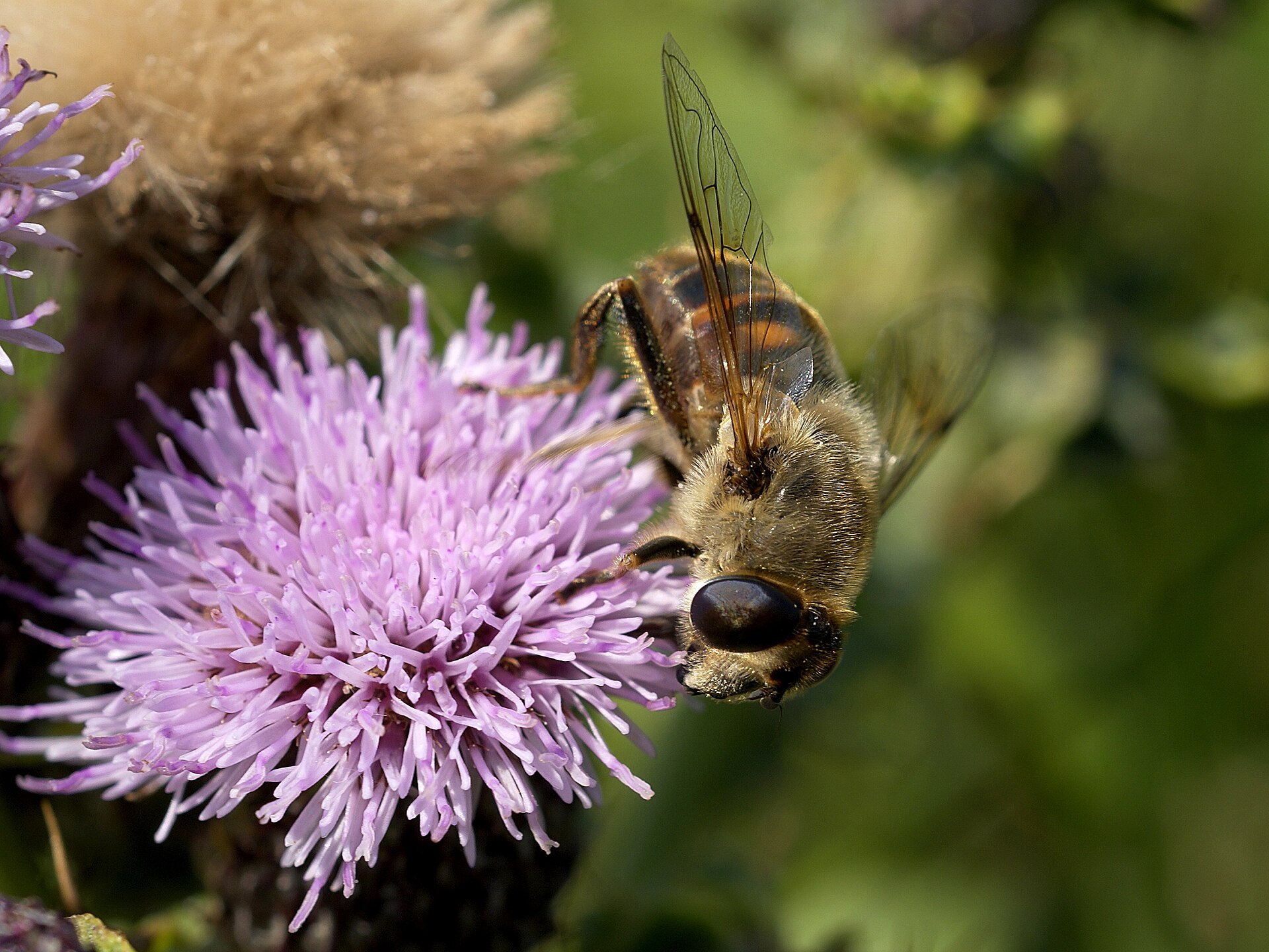 Blinde bij (Eristalis tenax).