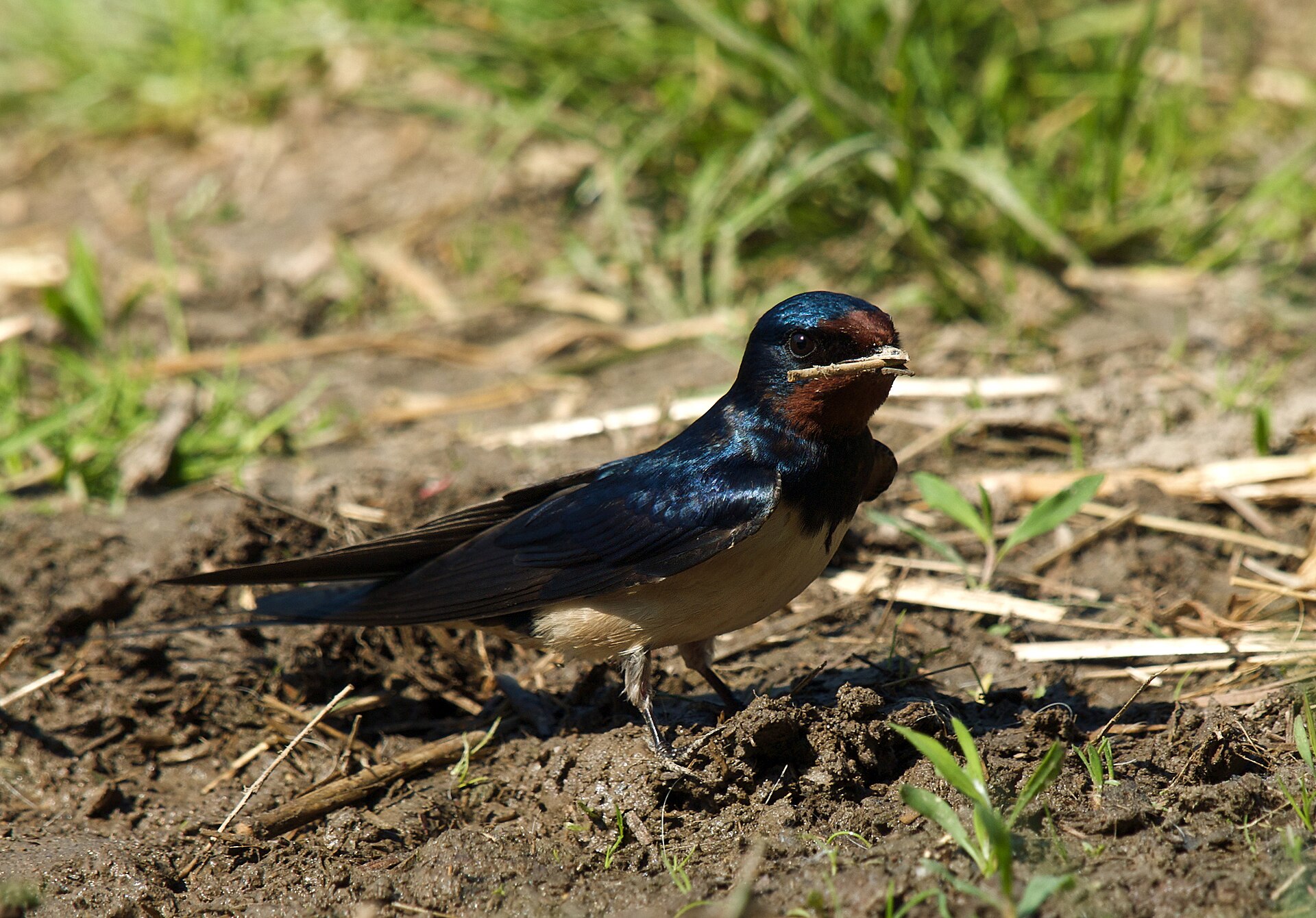 Boerenzwaluw in de omgeving van de foto (Hirundo rustica).