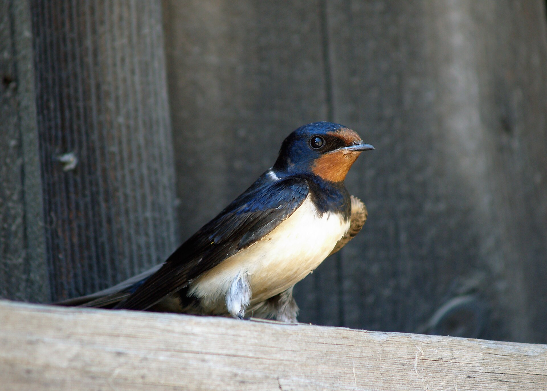 Boerenzwaluw (Hirundo rustica).