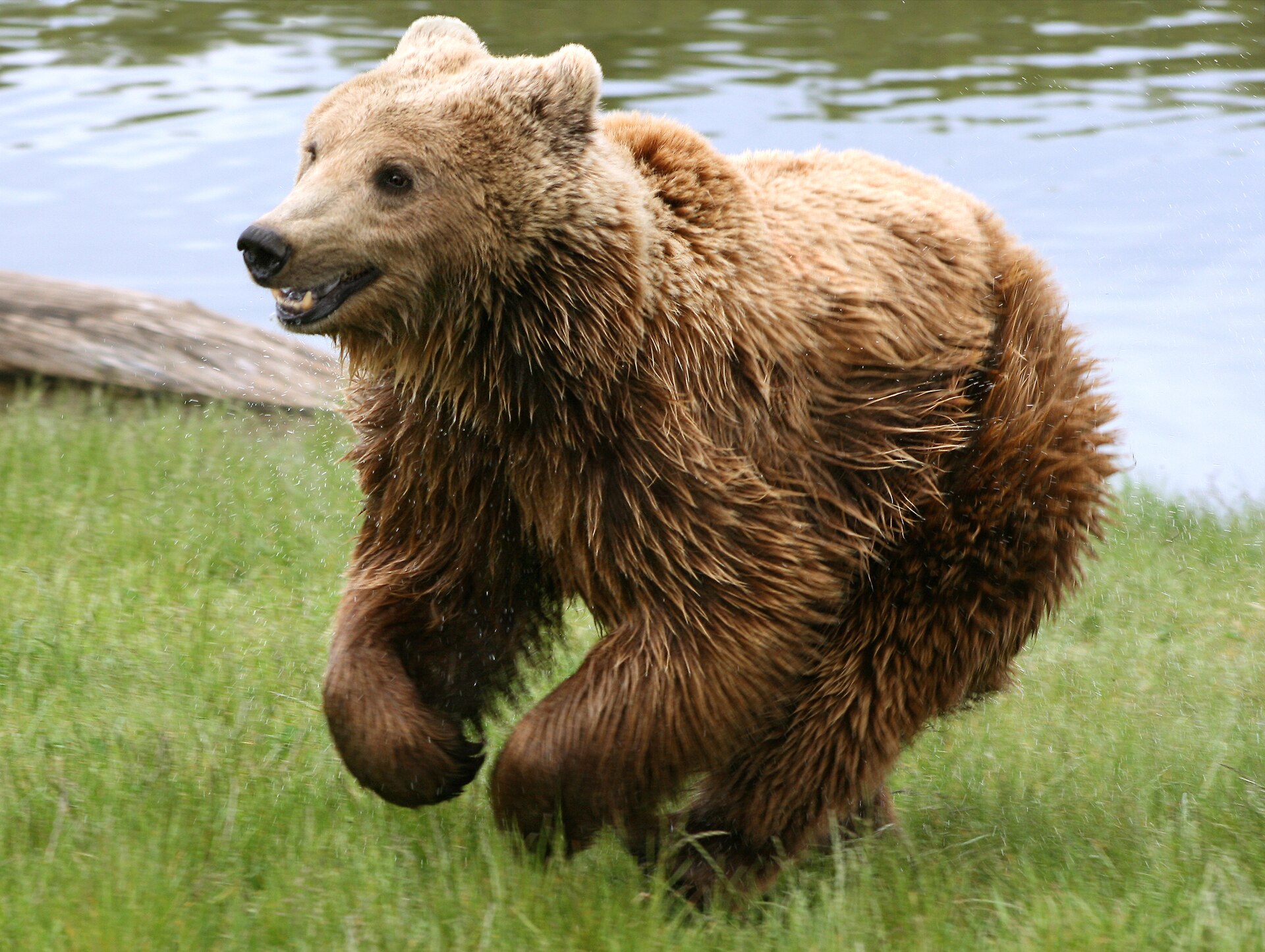 Bruine beer (Ursus arctos).