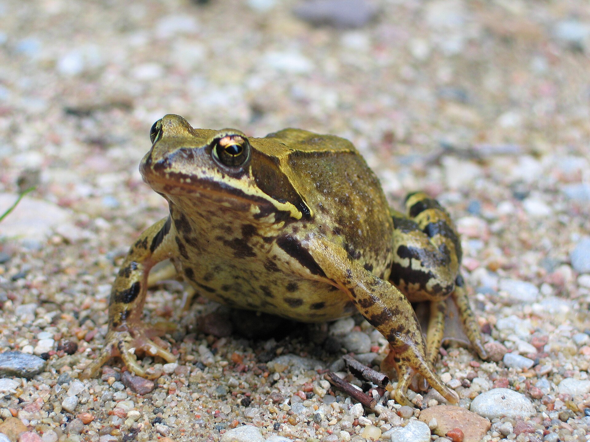 Bruine kikker (Rana temporaria).