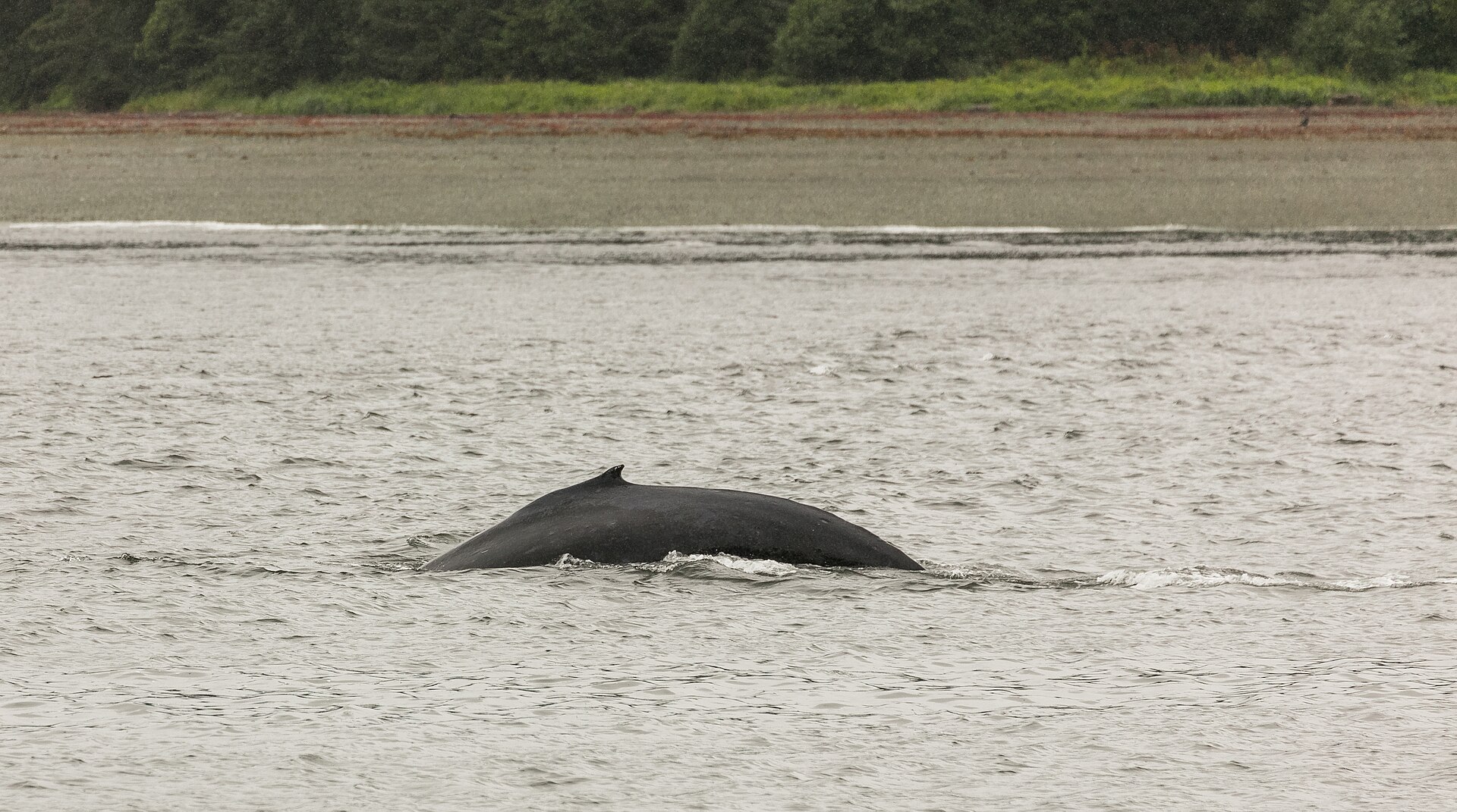 Bultrug (Megaptera novaeangliae).