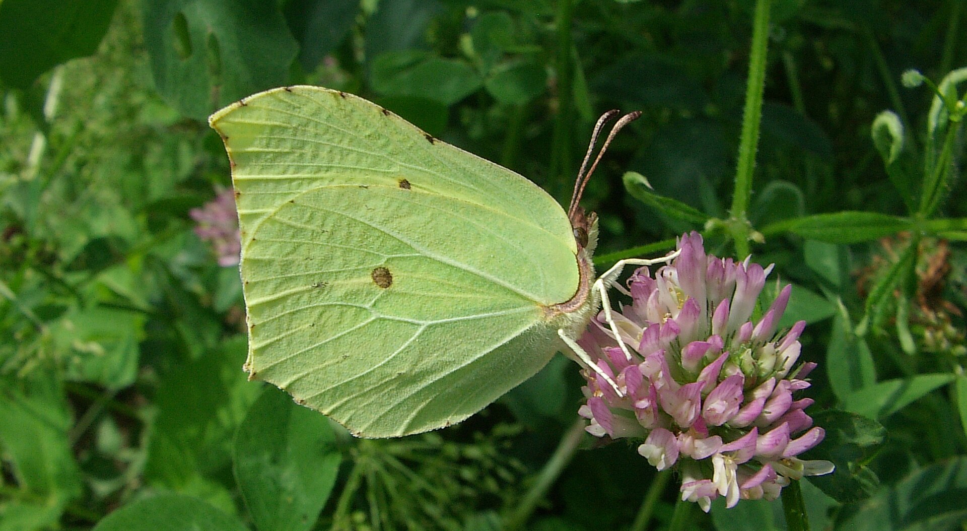 Citroenvlinder (Gonepteryx rhamni).