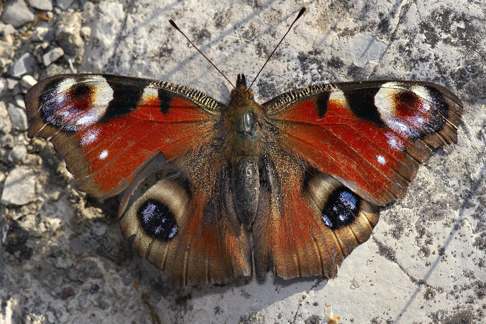 Dagpauwoog (Aglais io).