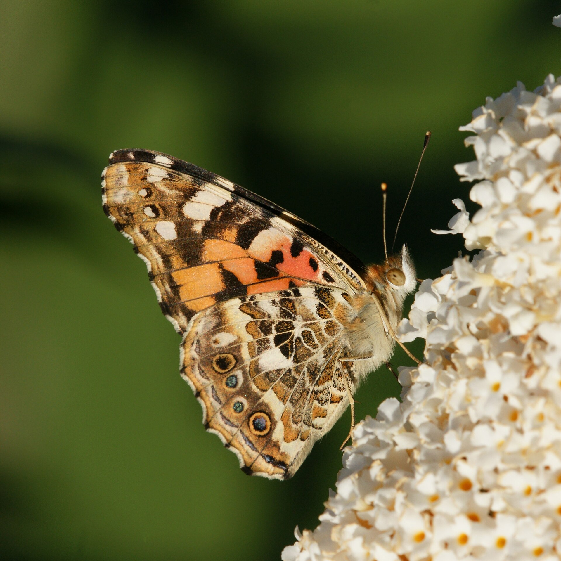 Distelvlinder in de omgeving van de foto (Vanessa cardui).