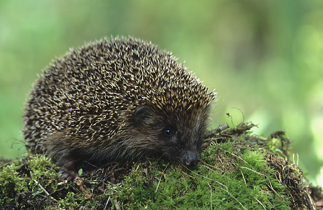 Egel (Erinaceus europaeus).