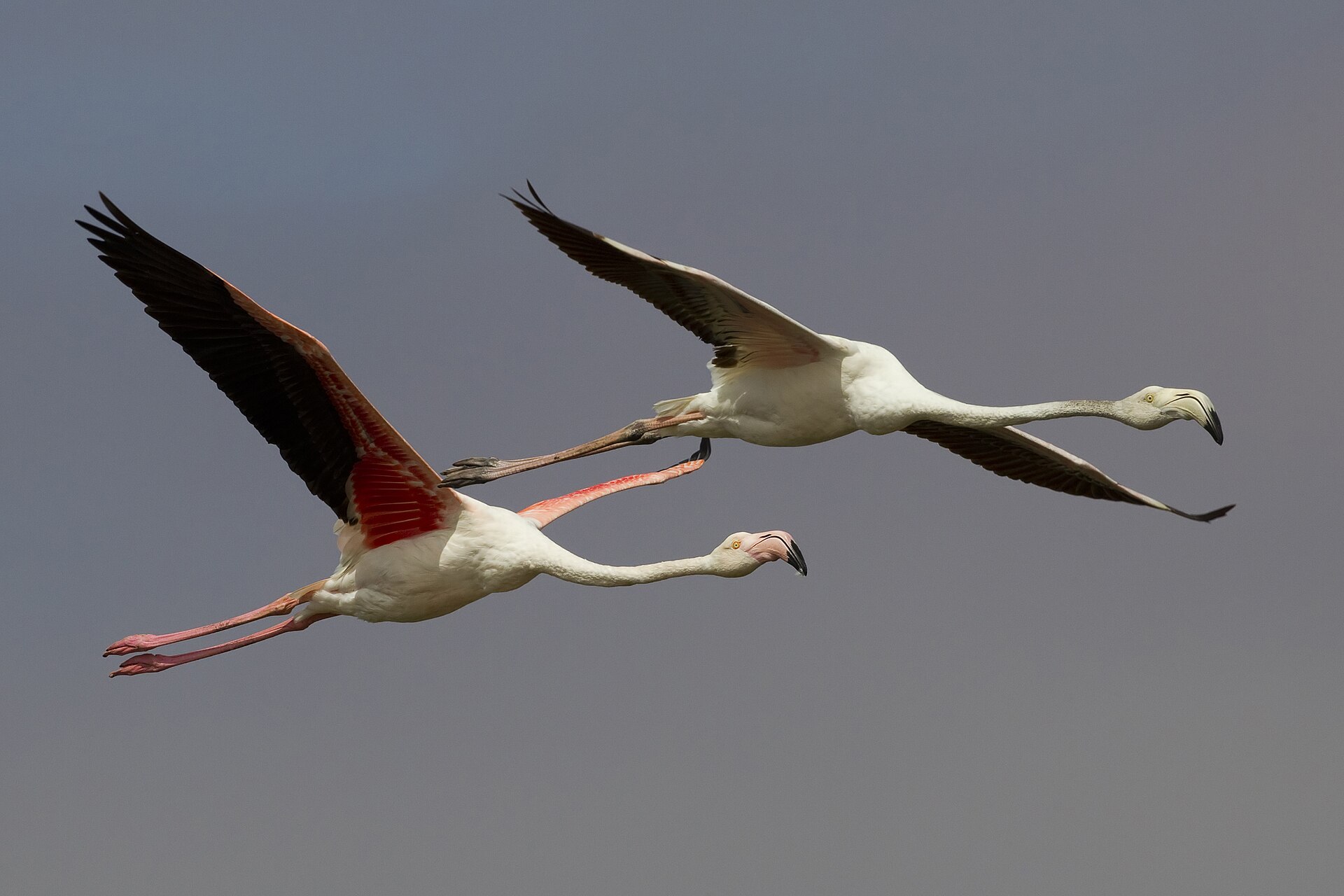 Flamingo in de omgeving van de foto (Phoenicopterus roseus).