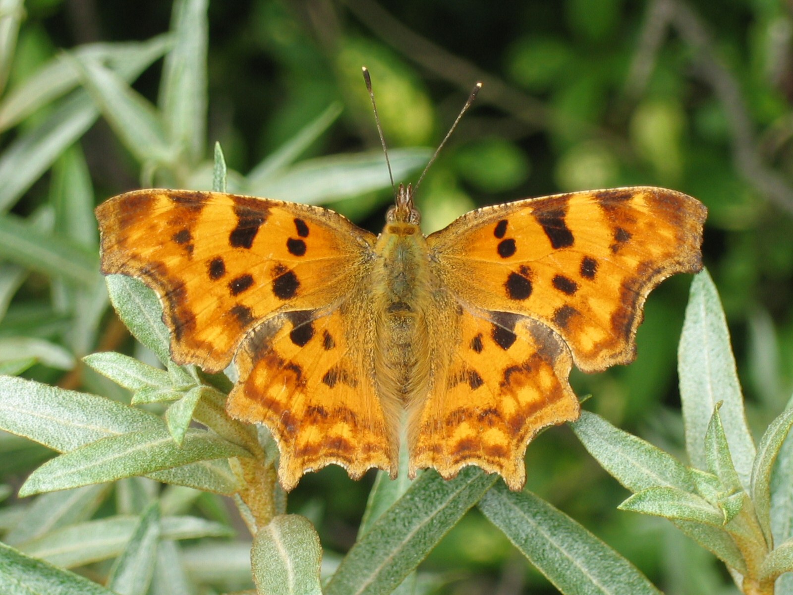 Gehakkelde aurelia (Polygonia c).