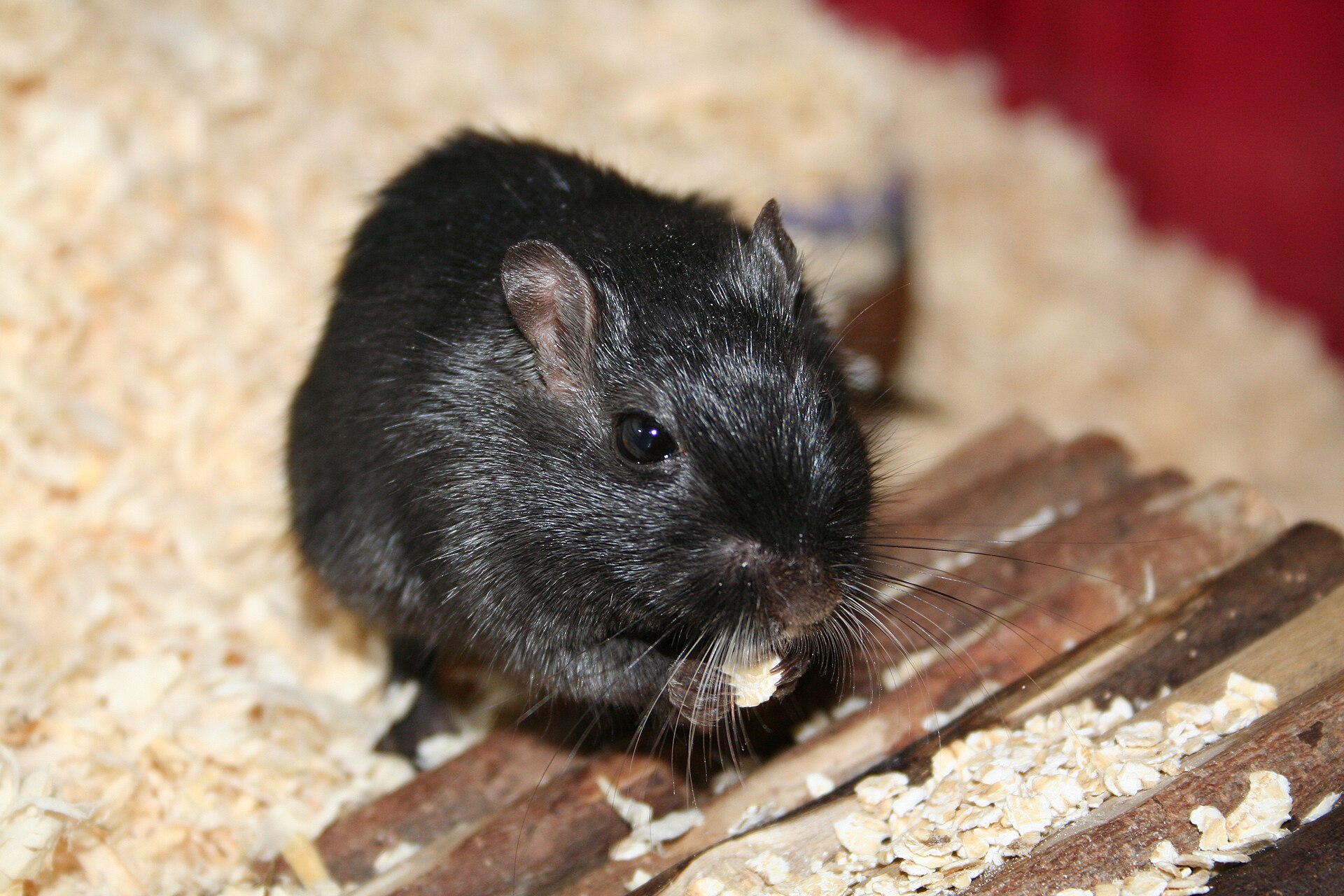 Mongoolse gerbil (Meriones unguiculatus).
