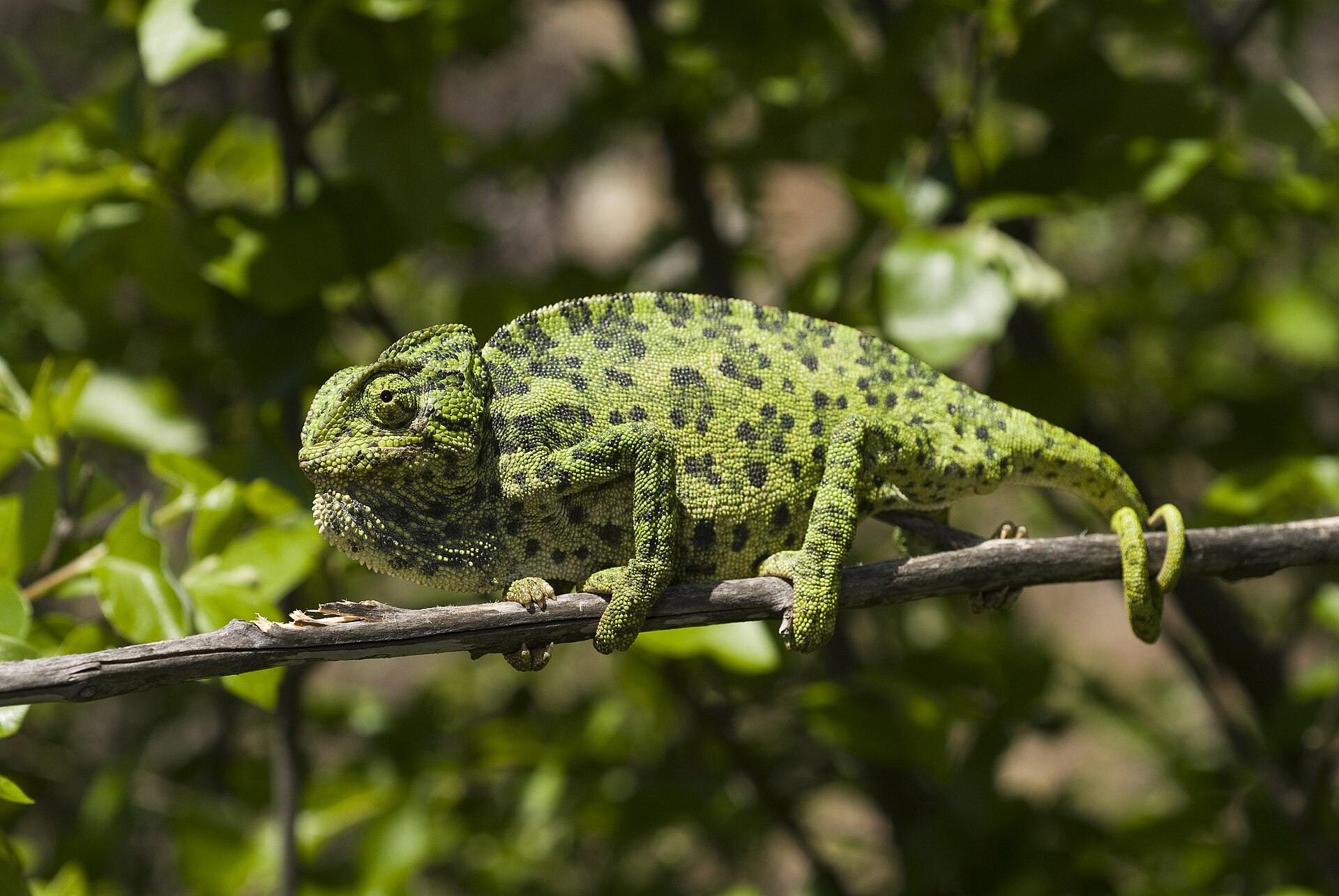 Gewone kameleon (Chamaeleo chamaeleon).