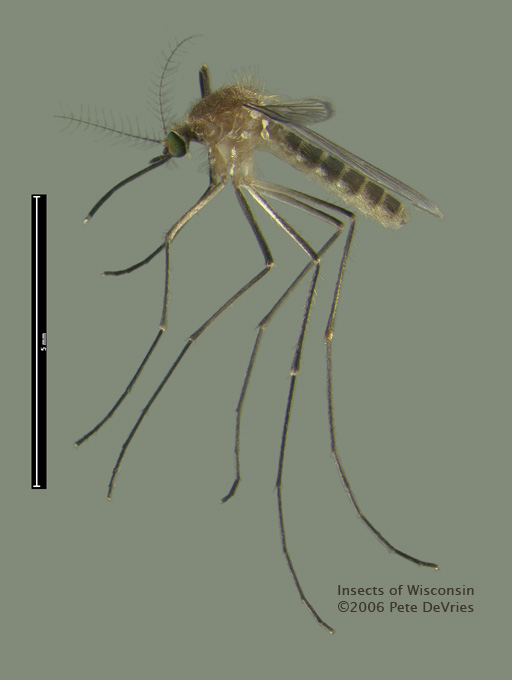 Gewone steekmug in de omgeving van de foto (Culex pipiens).