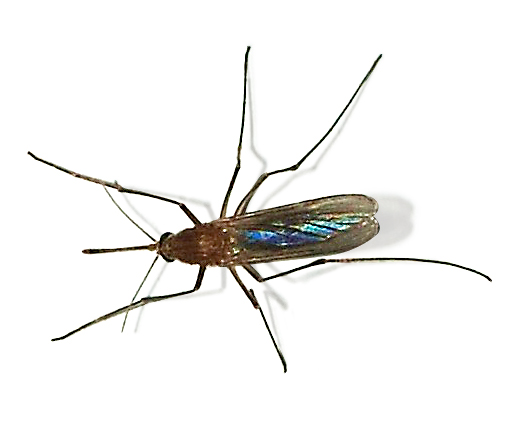 Gewone steekmug (Culex pipiens).