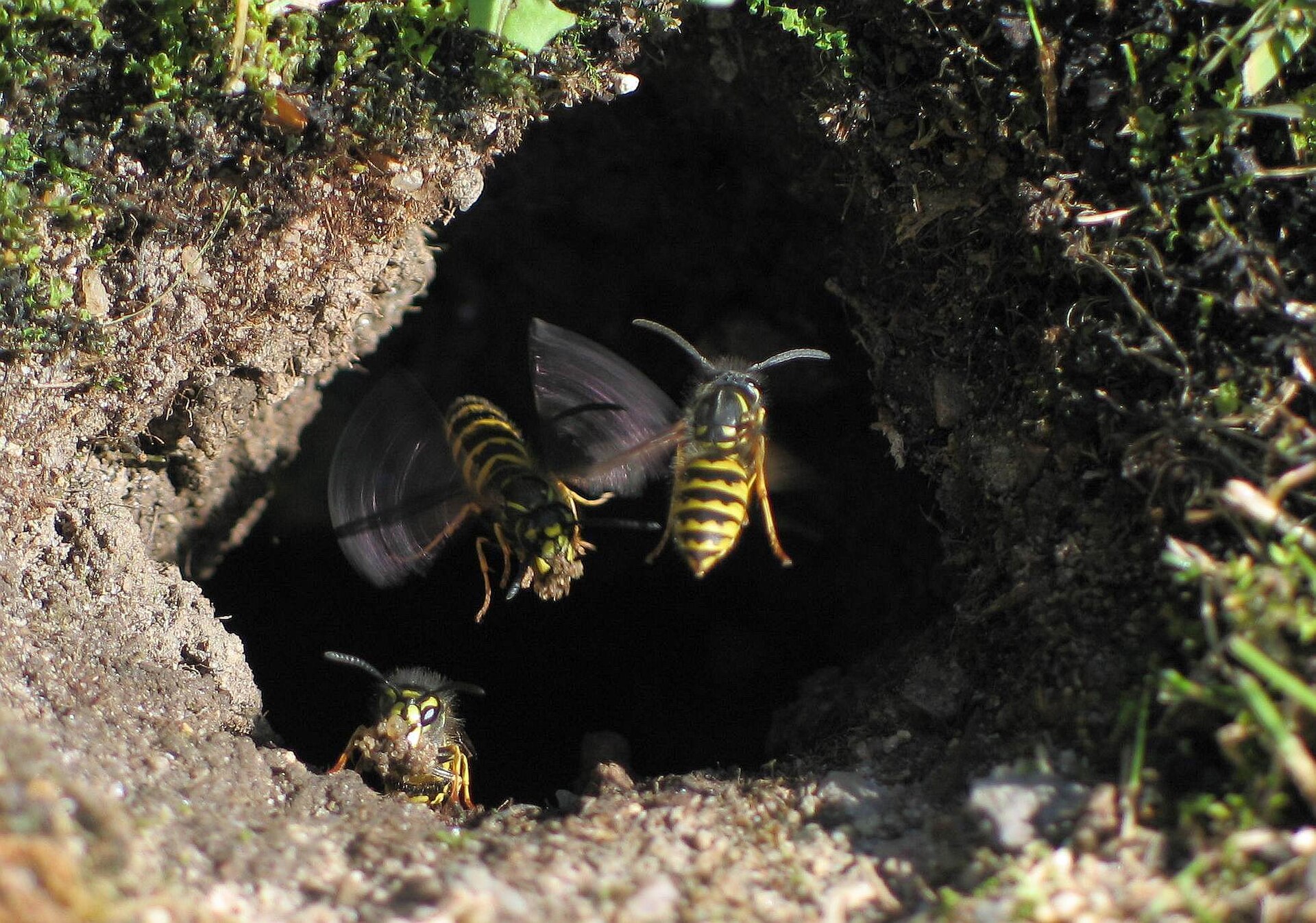 Gewone wesp (Vespula vulgaris).