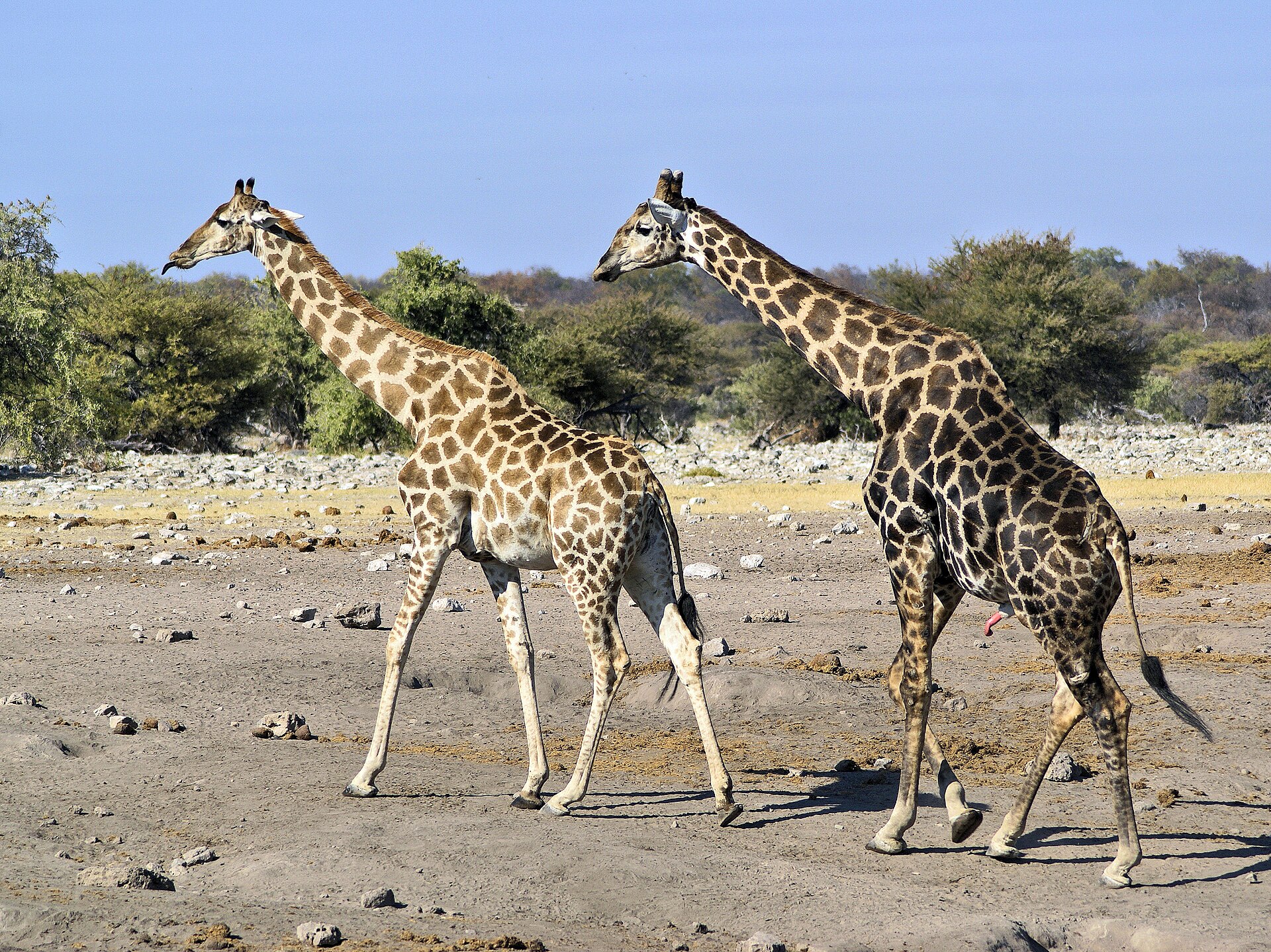 Giraffe in de omgeving van de foto (Giraffa camelopardalis).