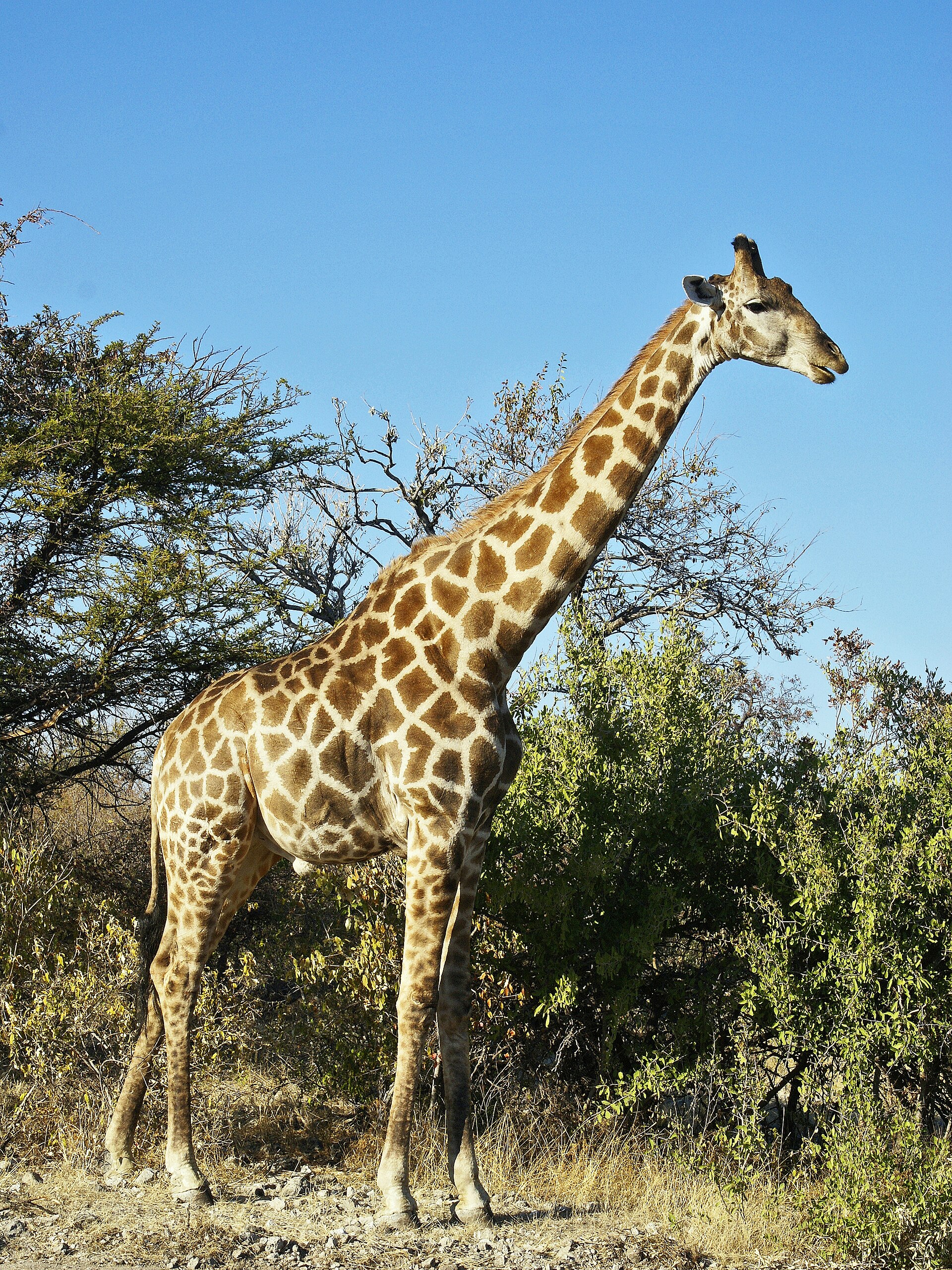 Giraffe (Giraffa camelopardalis).