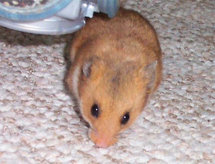Goudhamster (Mesocricetus auratus).
