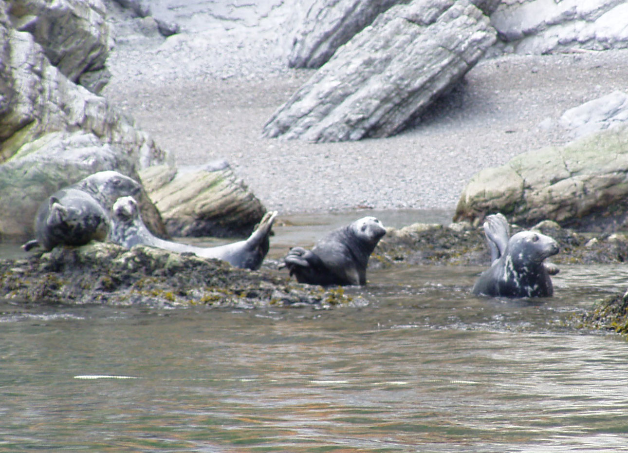 Grijze zeehond (Halichoerus grypus).