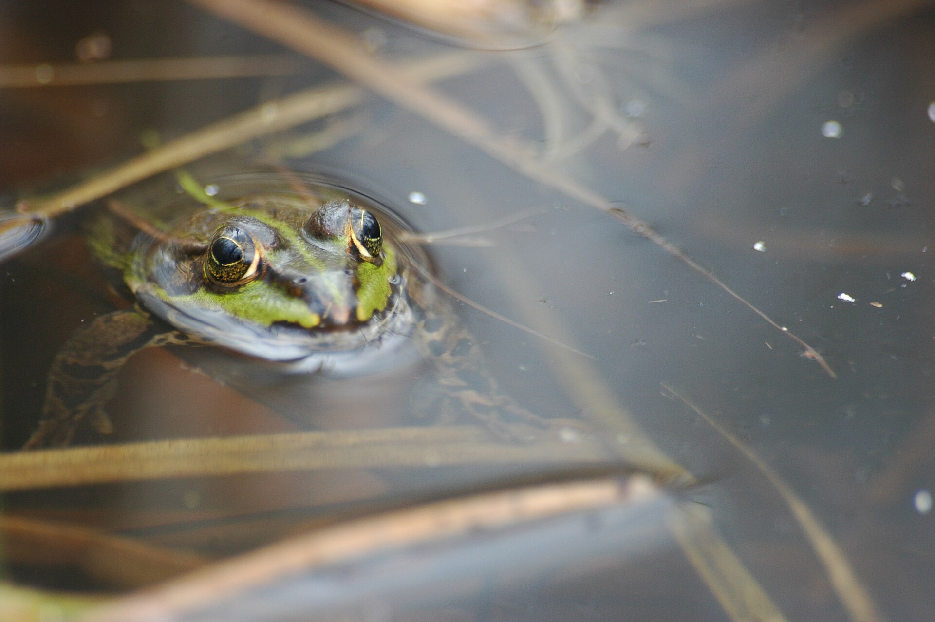Groene kikker in de omgeving van de foto (Pelophylax esculentus).