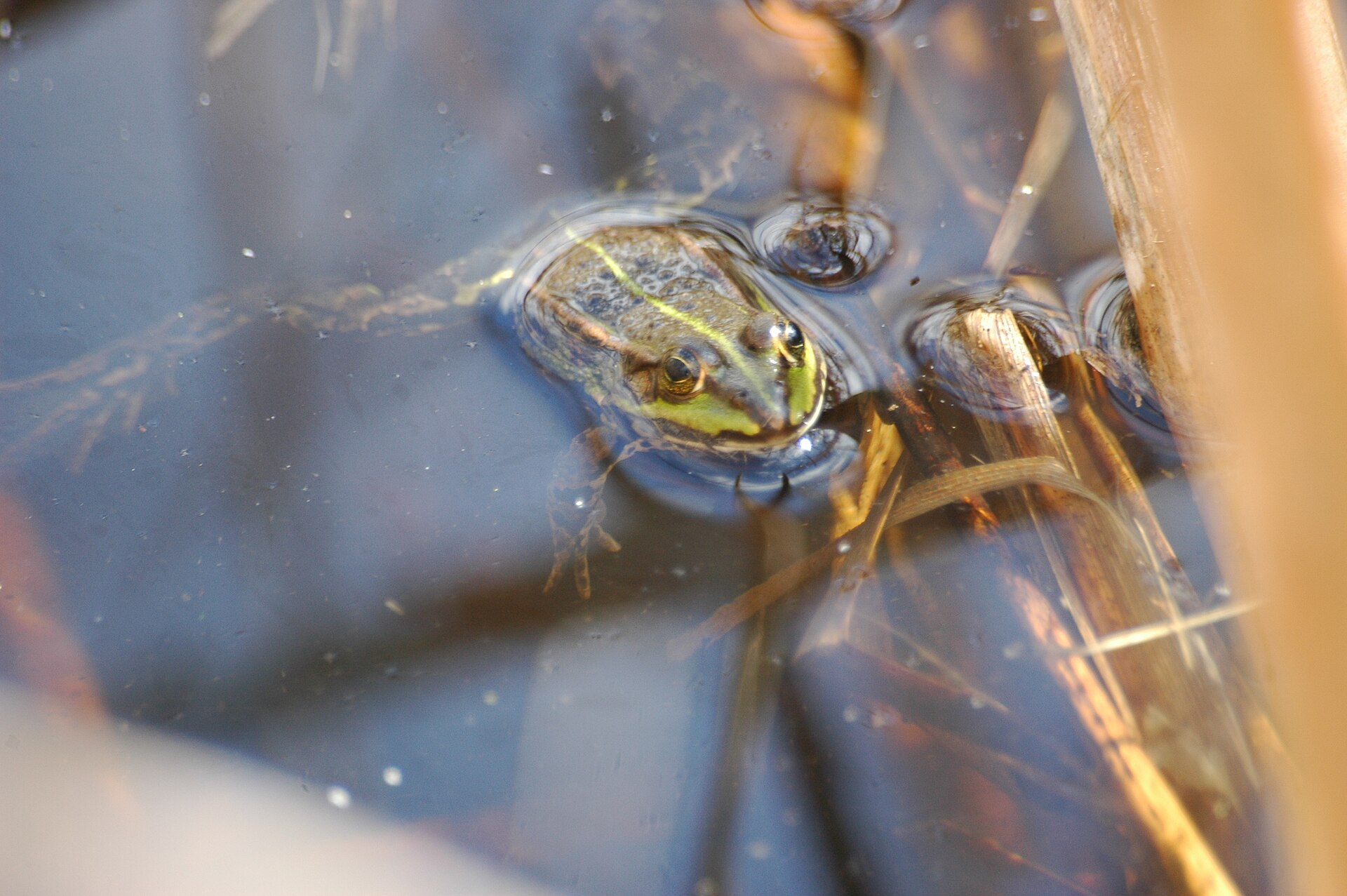 Groene kikker (Pelophylax esculentus).