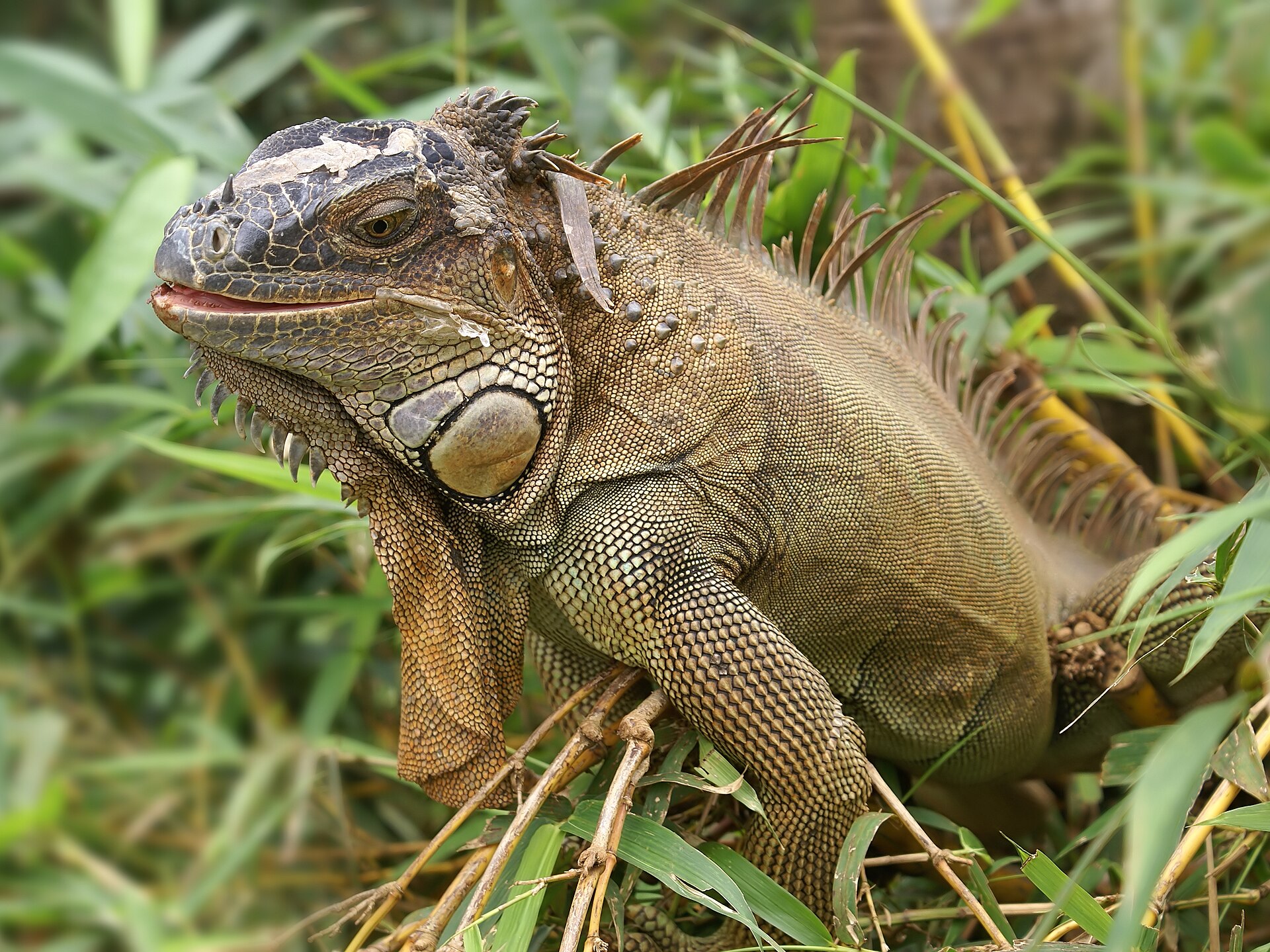 Groene leguaan in de omgeving van de foto (Iguana iguana).