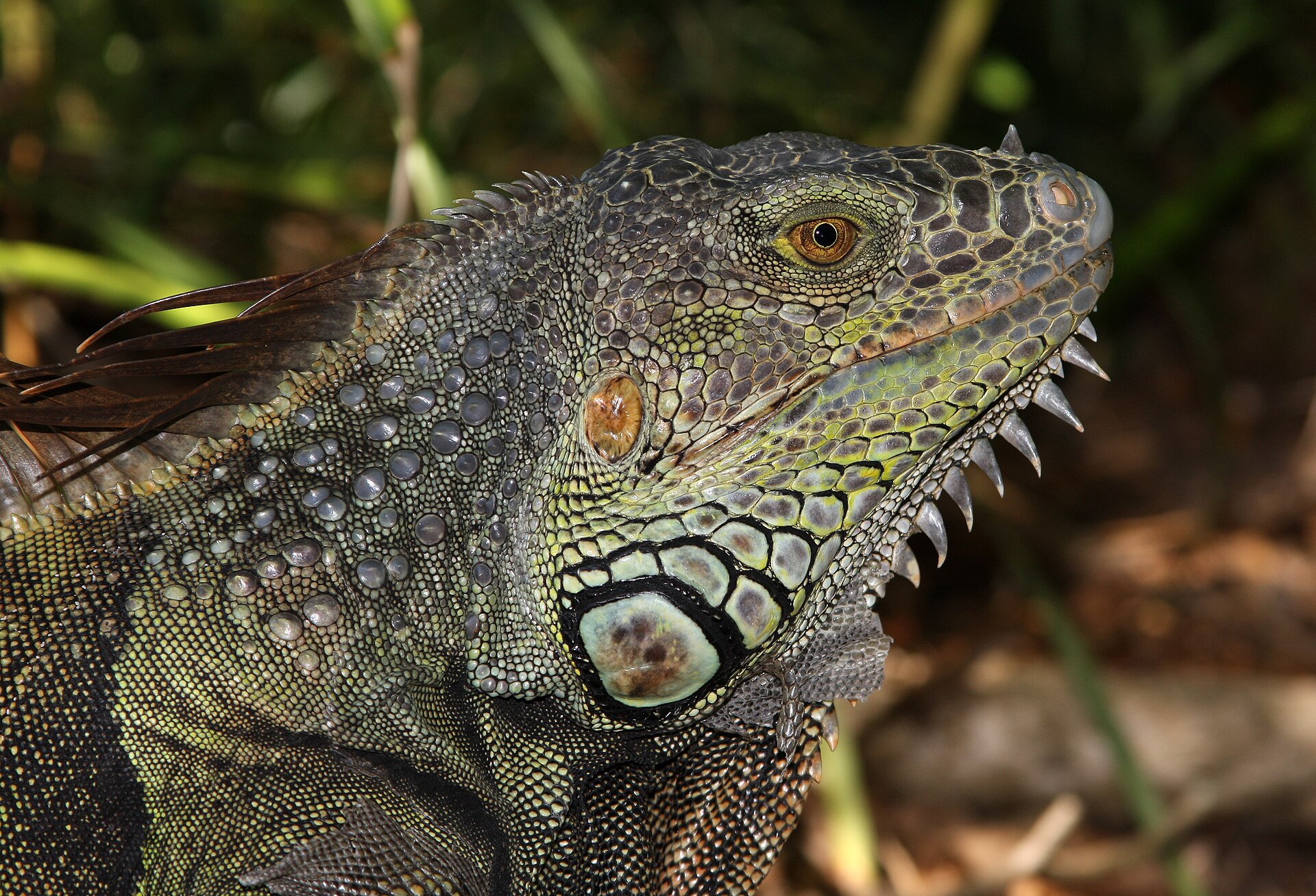 Groene leguaan (Iguana iguana).