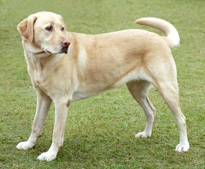 Hond (Canis familiaris), een labrador.