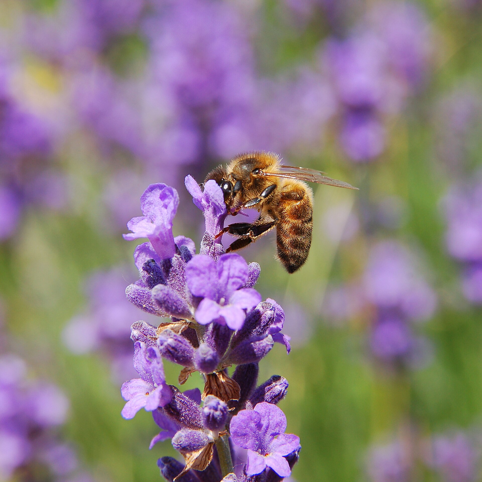 Honingbij (Apis mellifera).