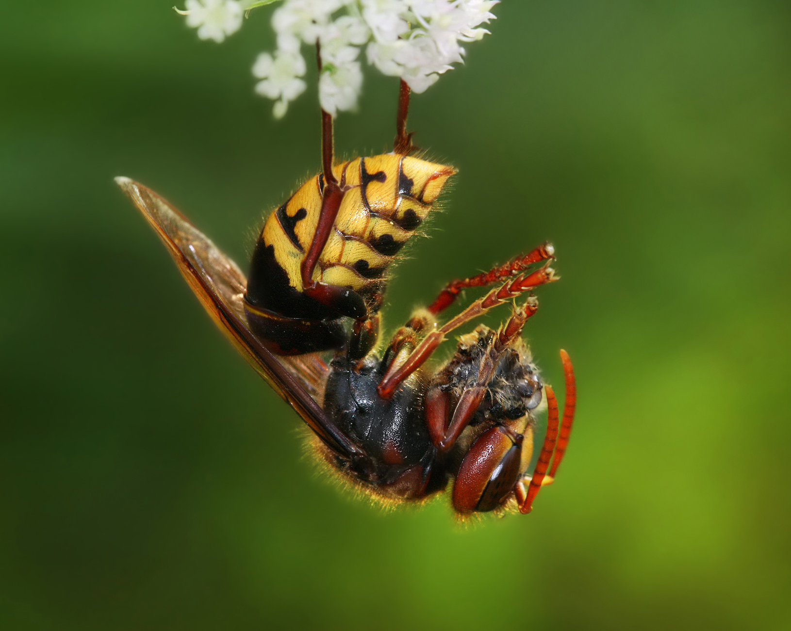 Hoornaar in de omgeving van de foto (Vespa crabro).