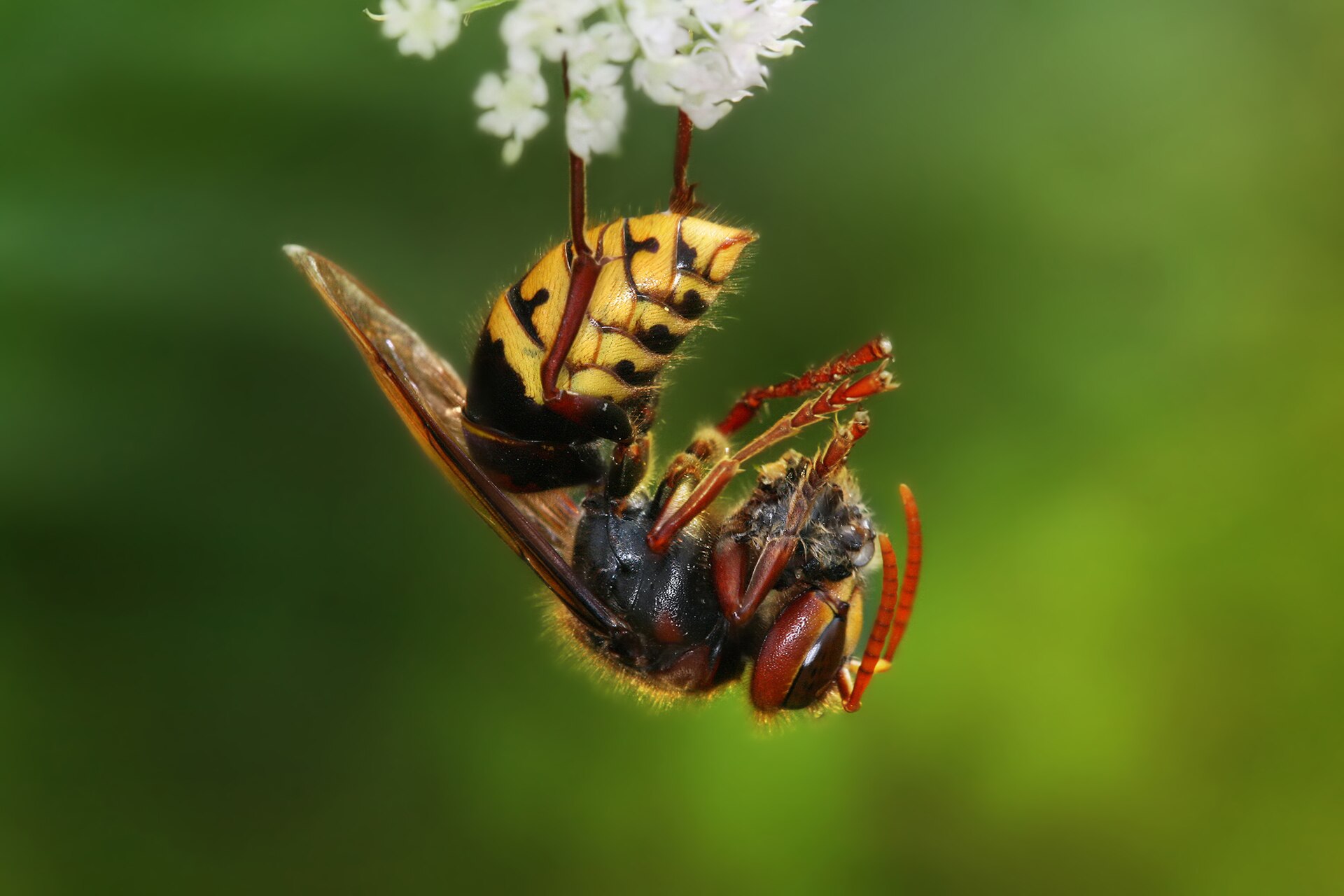Hoornaar (Vespa crabro).