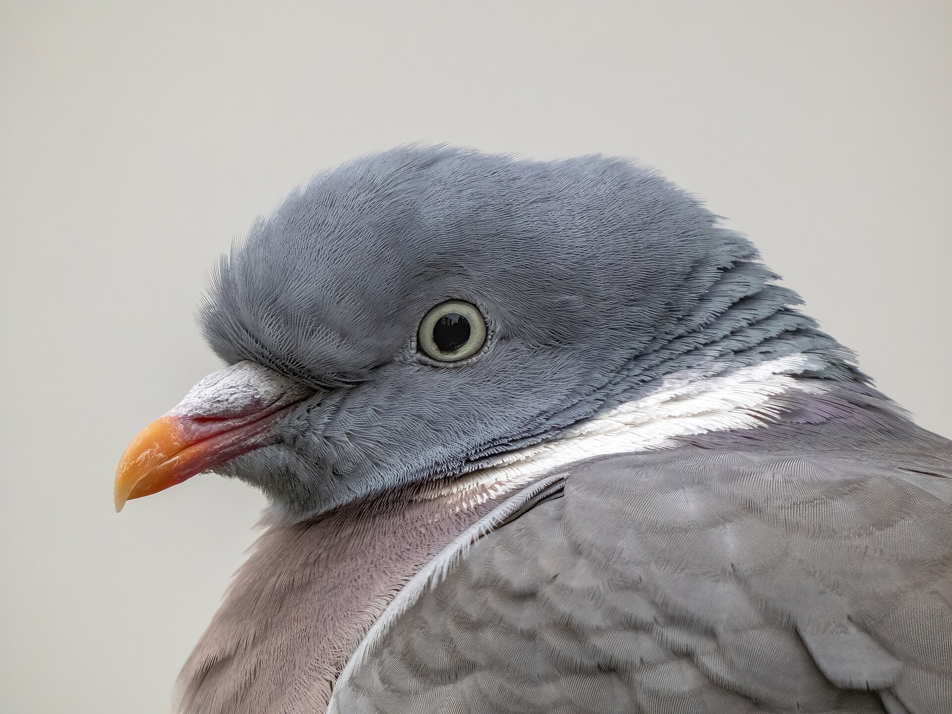 Houtduif (Columba palumbus).