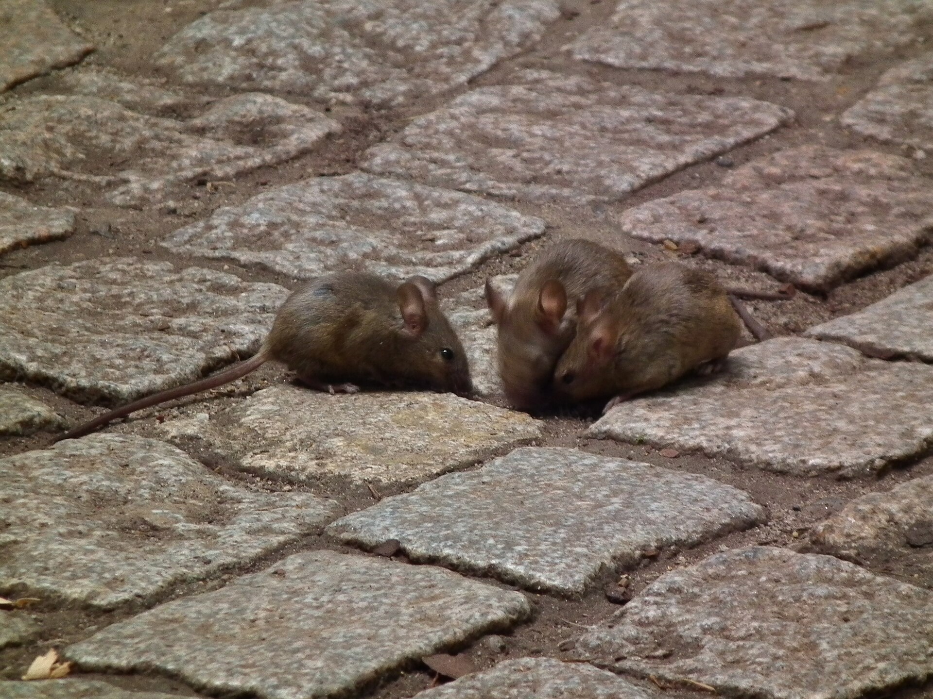 Huismuis (Mus musculus).