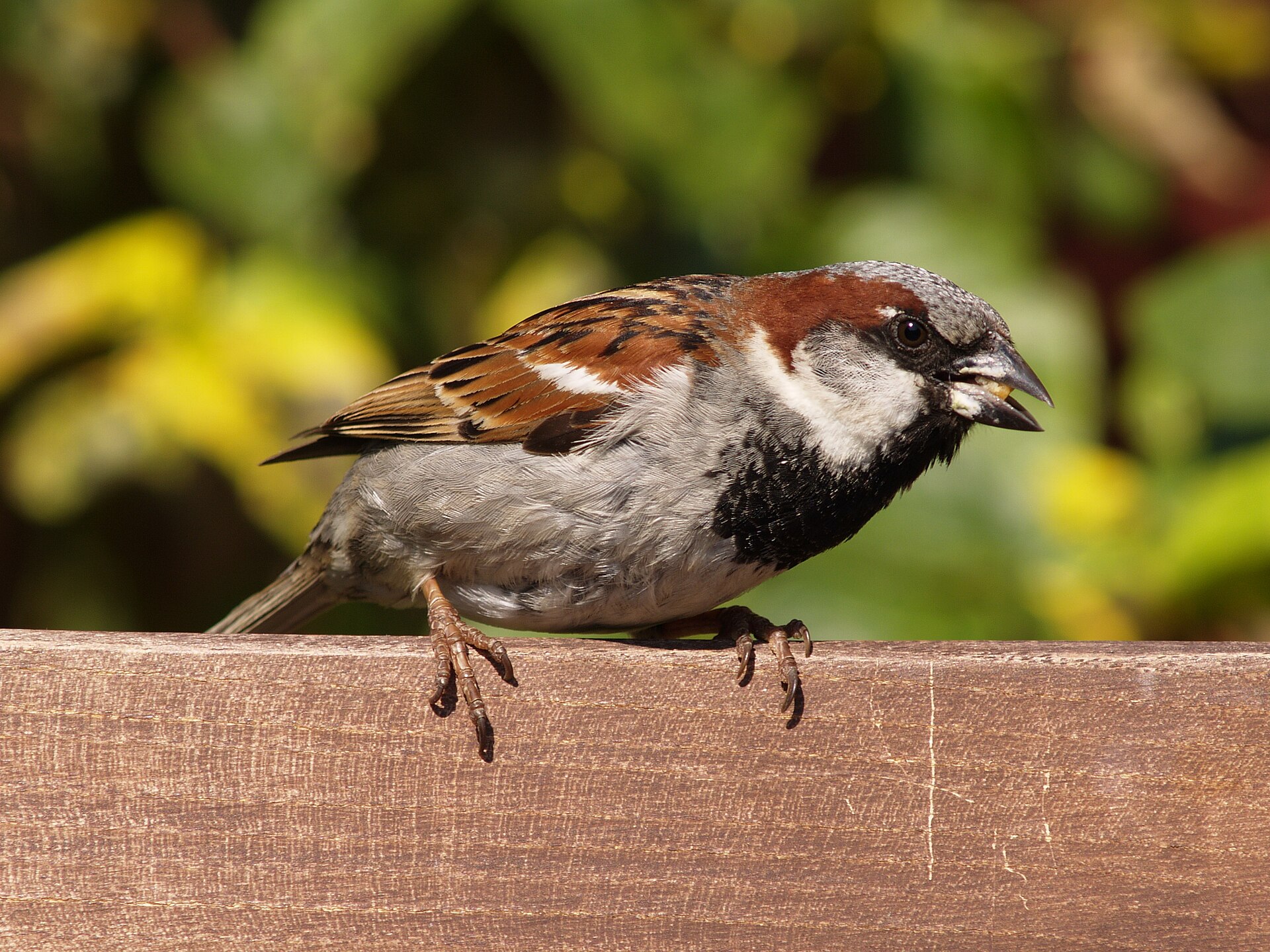 Huismus in de omgeving van de foto (Passer domesticus).