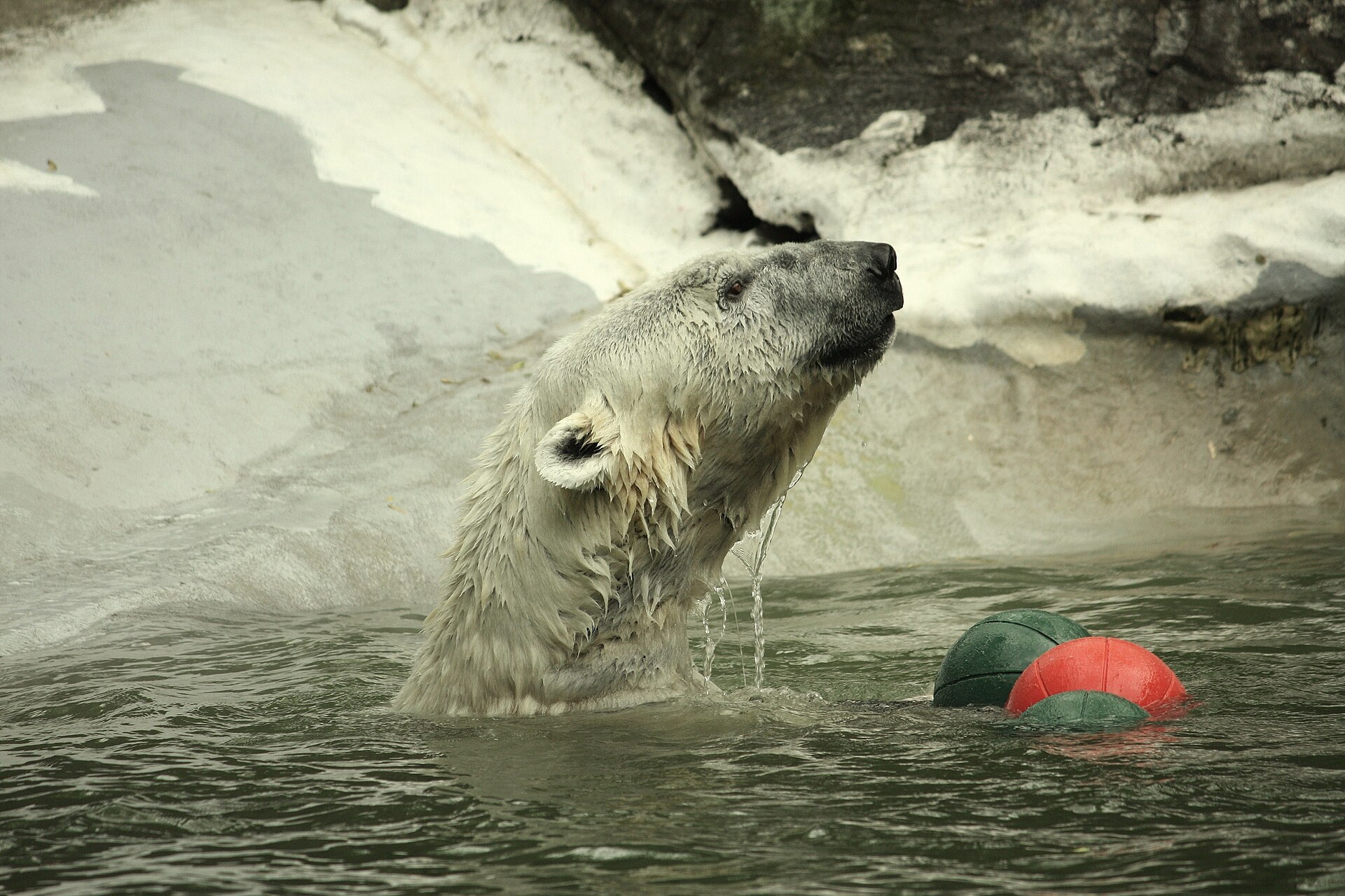 IJsbeer in de omgeving van de foto (Ursus maritimus).