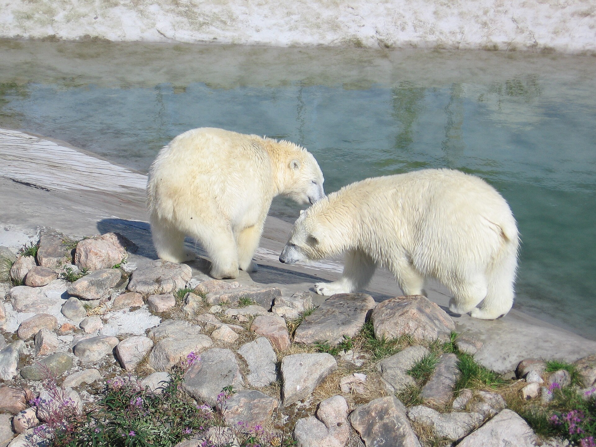 IJsbeer (Ursus maritimus).