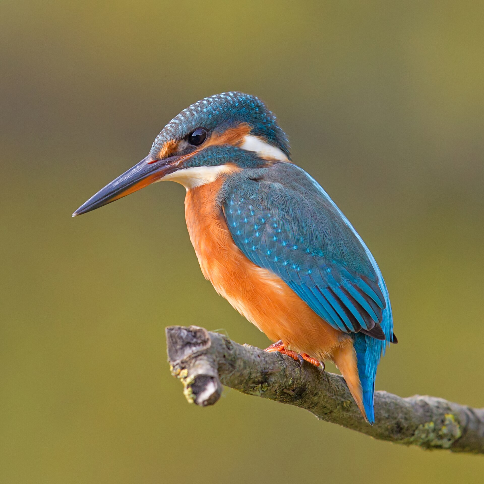 IJsvogel (Alcedo atthis).