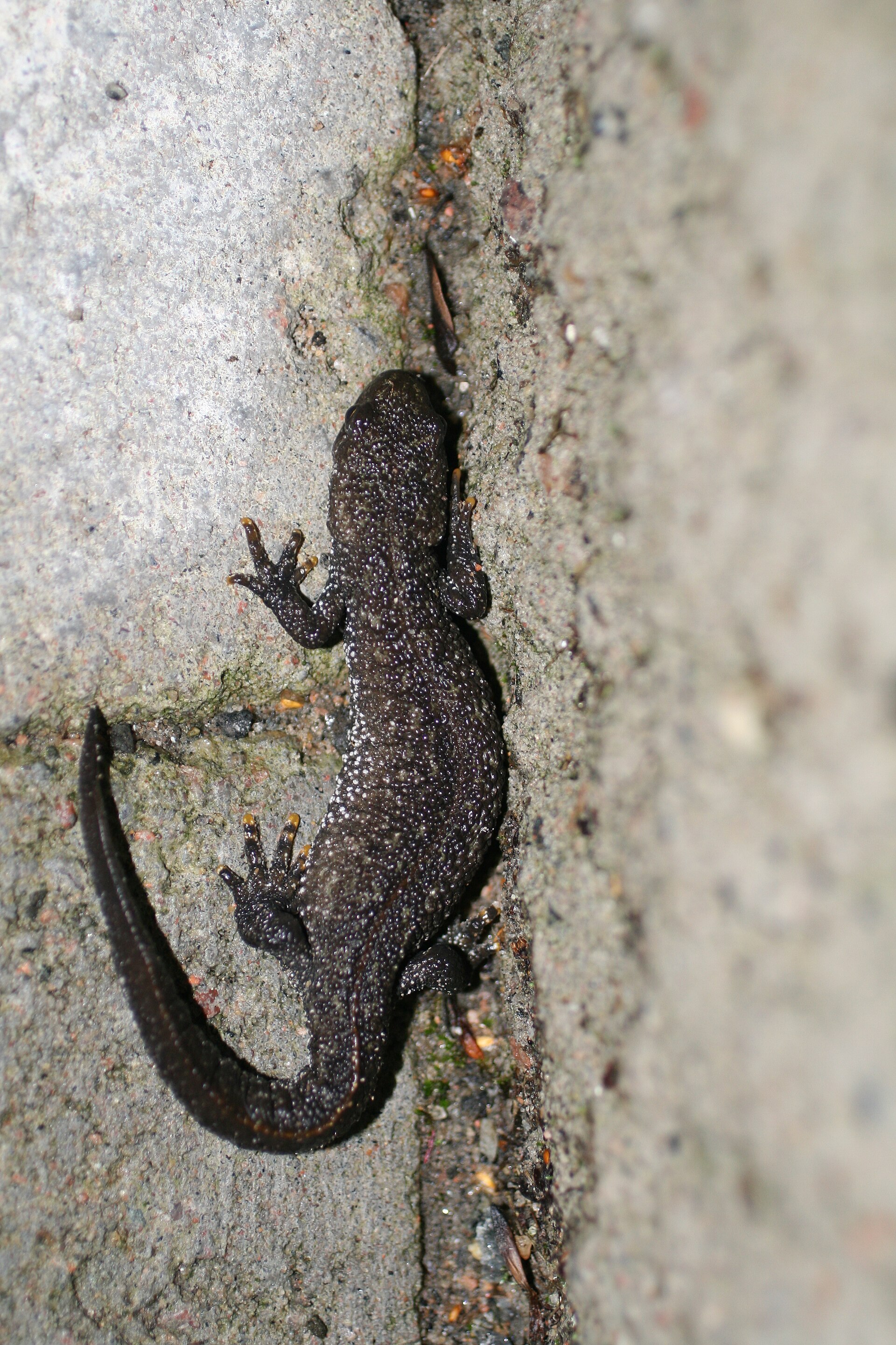 Kamsalamander in de omgeving van de foto (Triturus cristatus).
