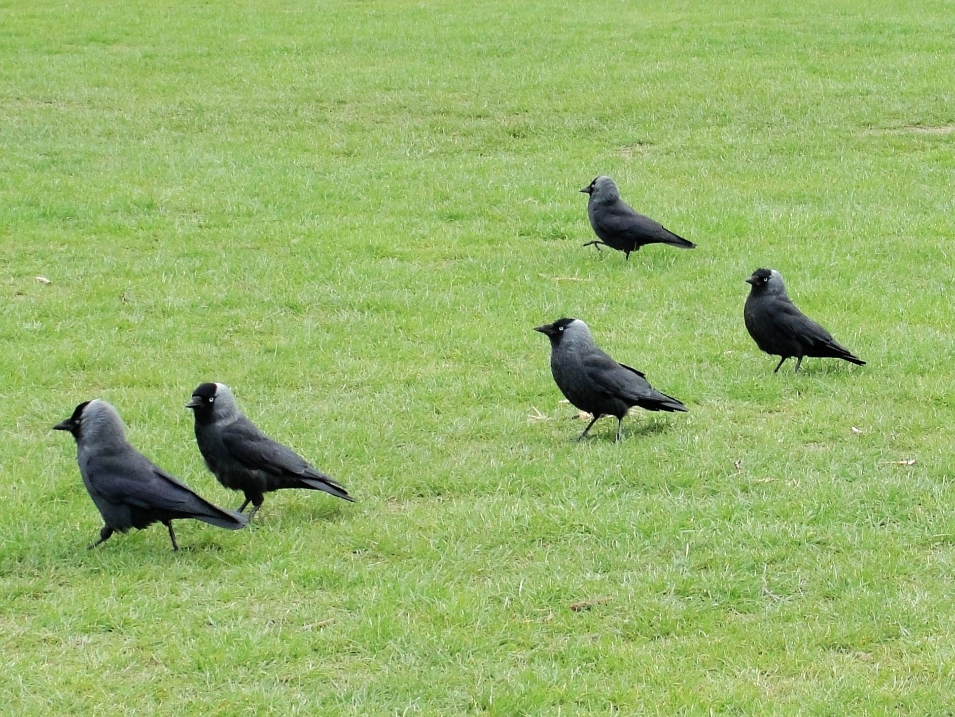 Kauw in de omgeving van de foto (Coloeus monedula).