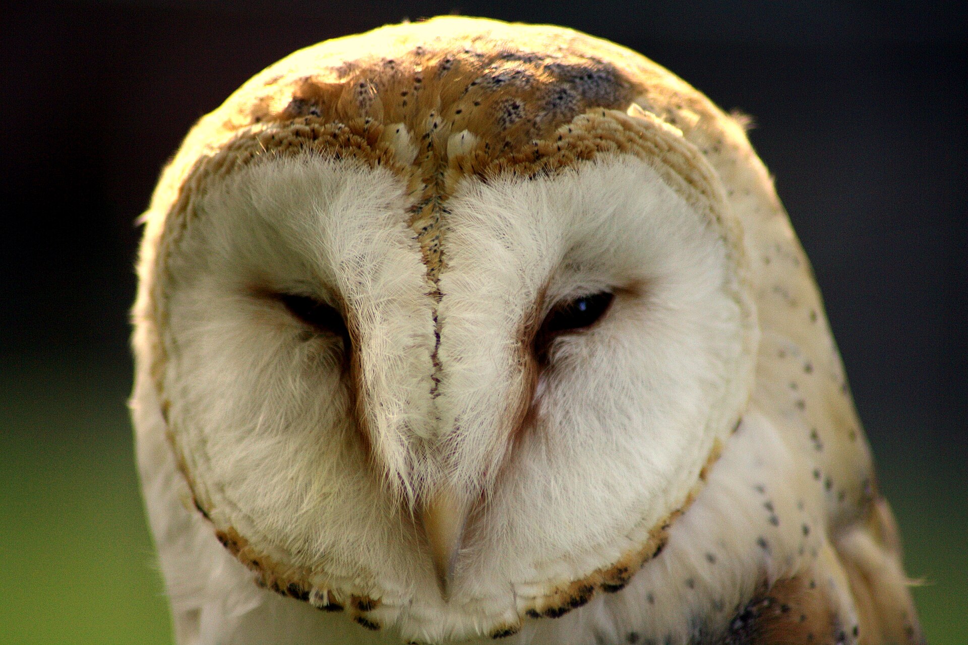 Kerkuil in de omgeving van de foto (Tyto alba).