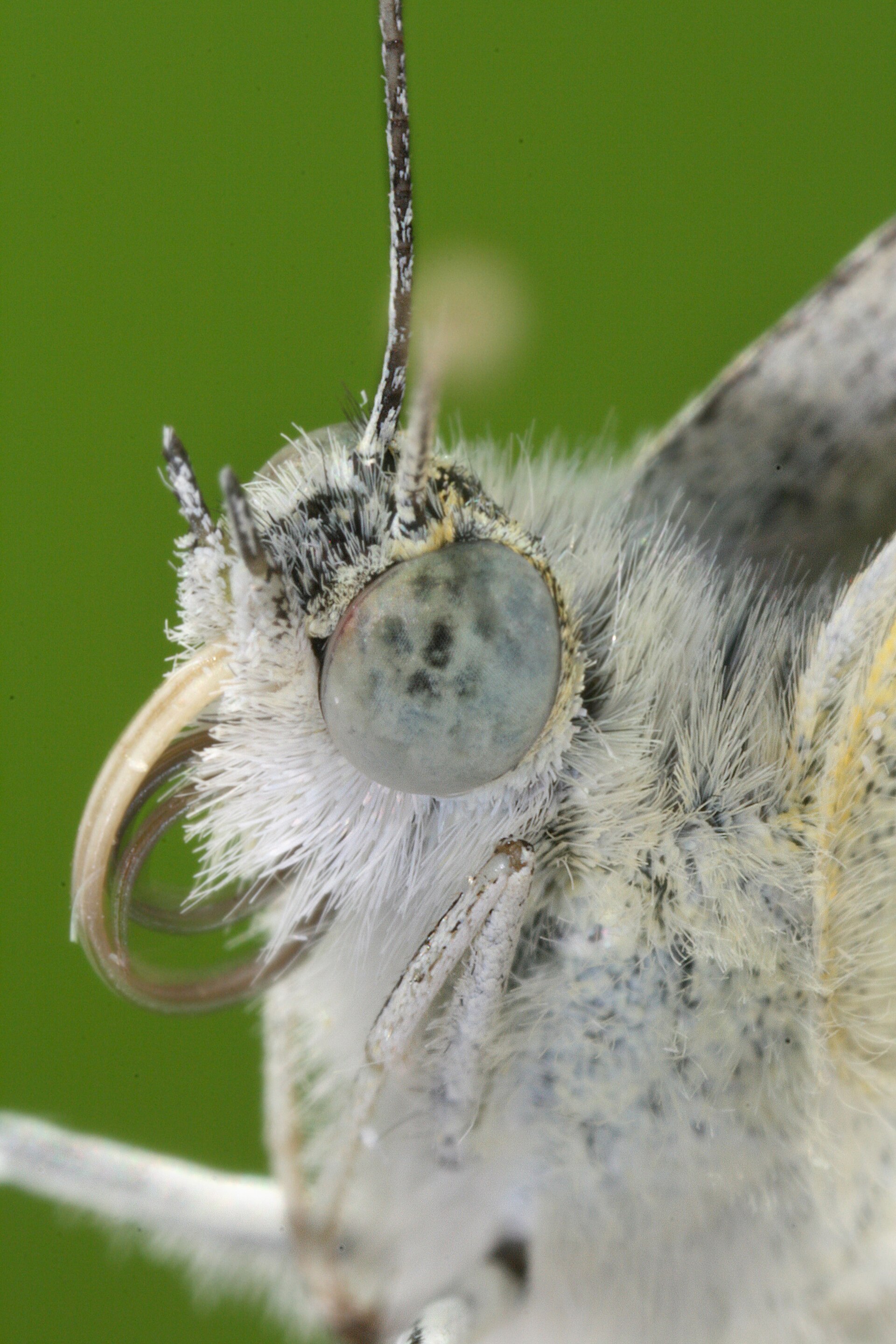 Klein koolwitje in de omgeving van de foto (Pieris rapae).