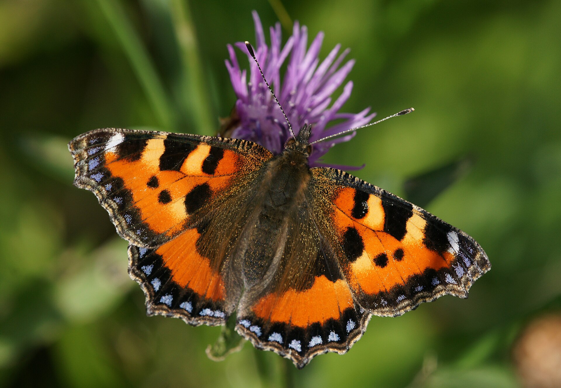 Kleine vos in de omgeving van de foto (Aglais urticae).