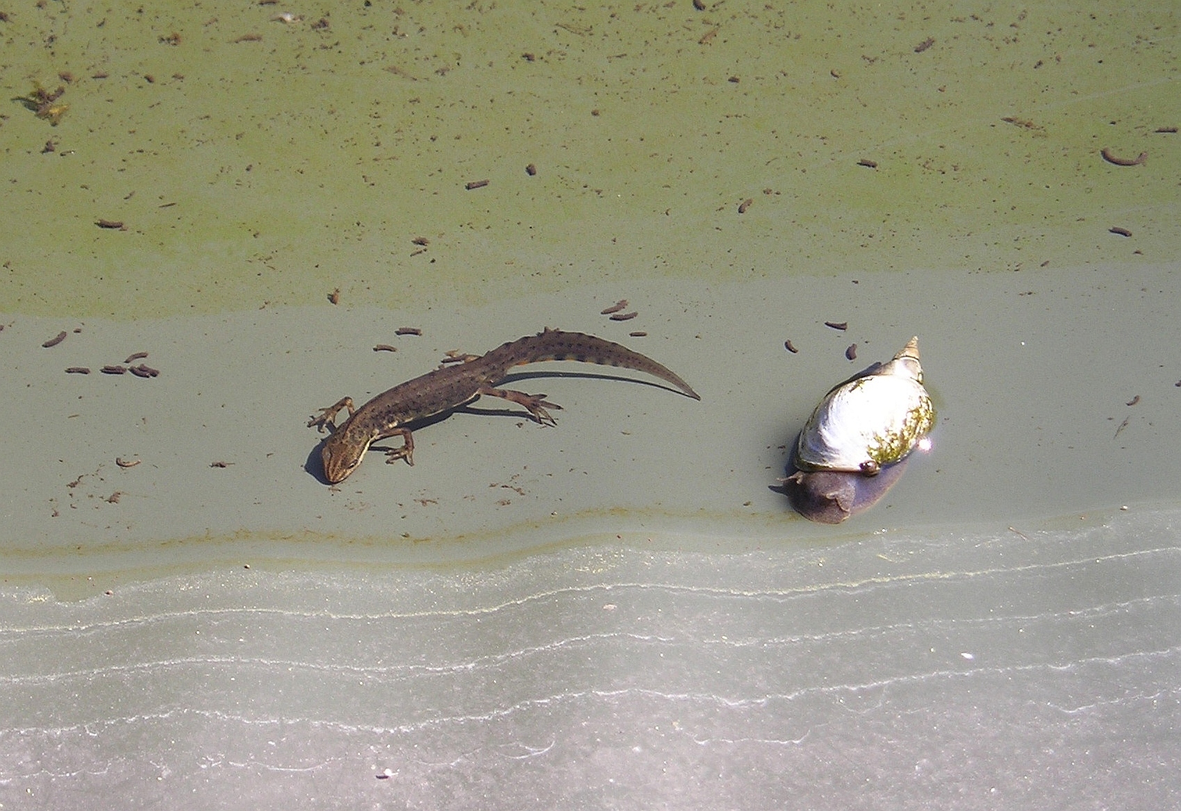 Kleine watersalamander in de omgeving van de foto (Lissotriton vulgaris).