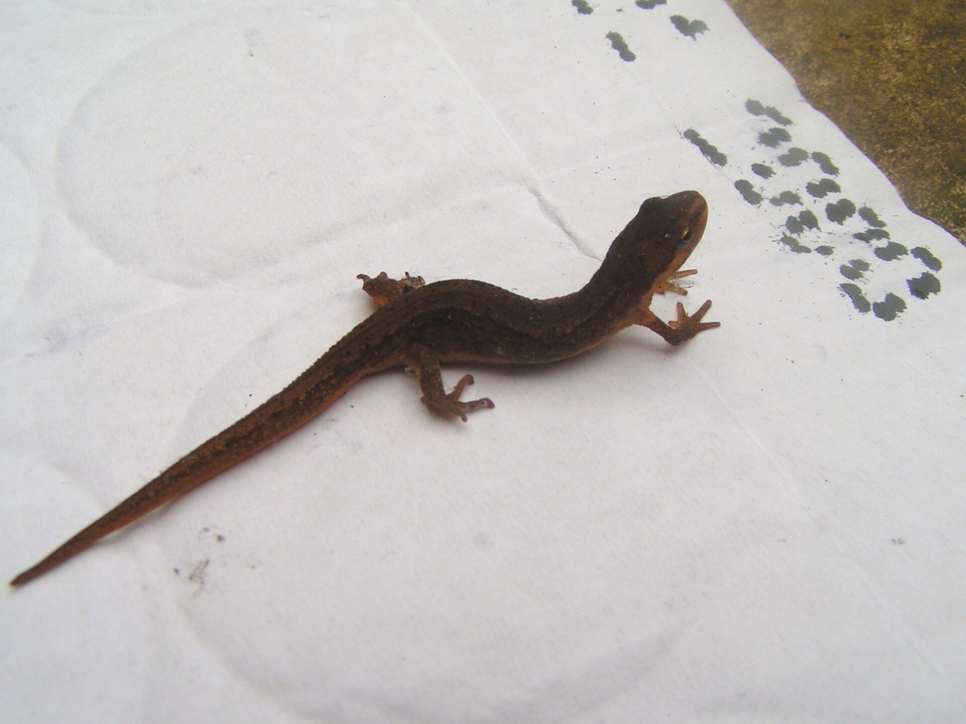 Kleine watersalamander (Lissotriton vulgaris).