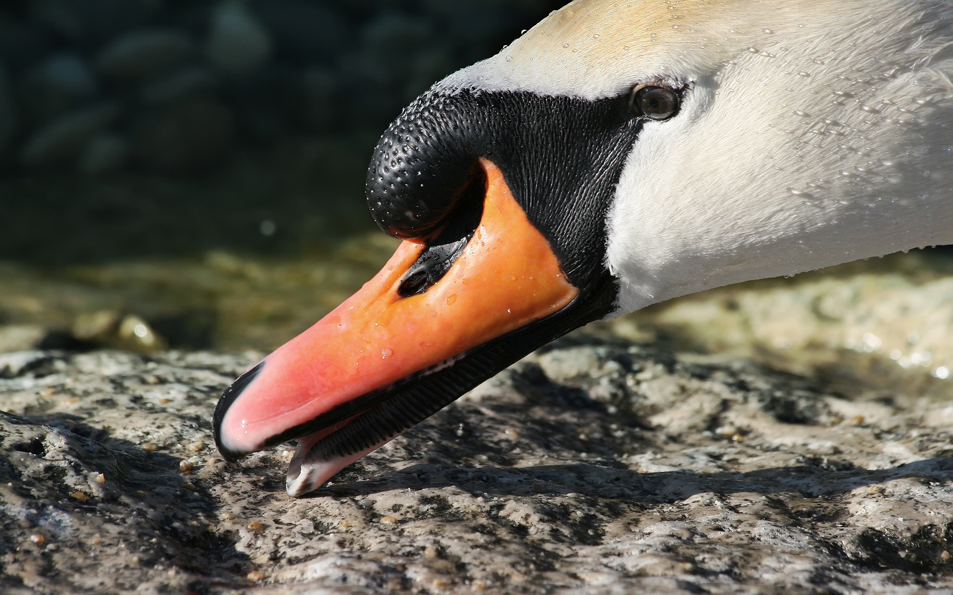 Knobbelzwaan in de omgeving van de foto (Cygnus olor).